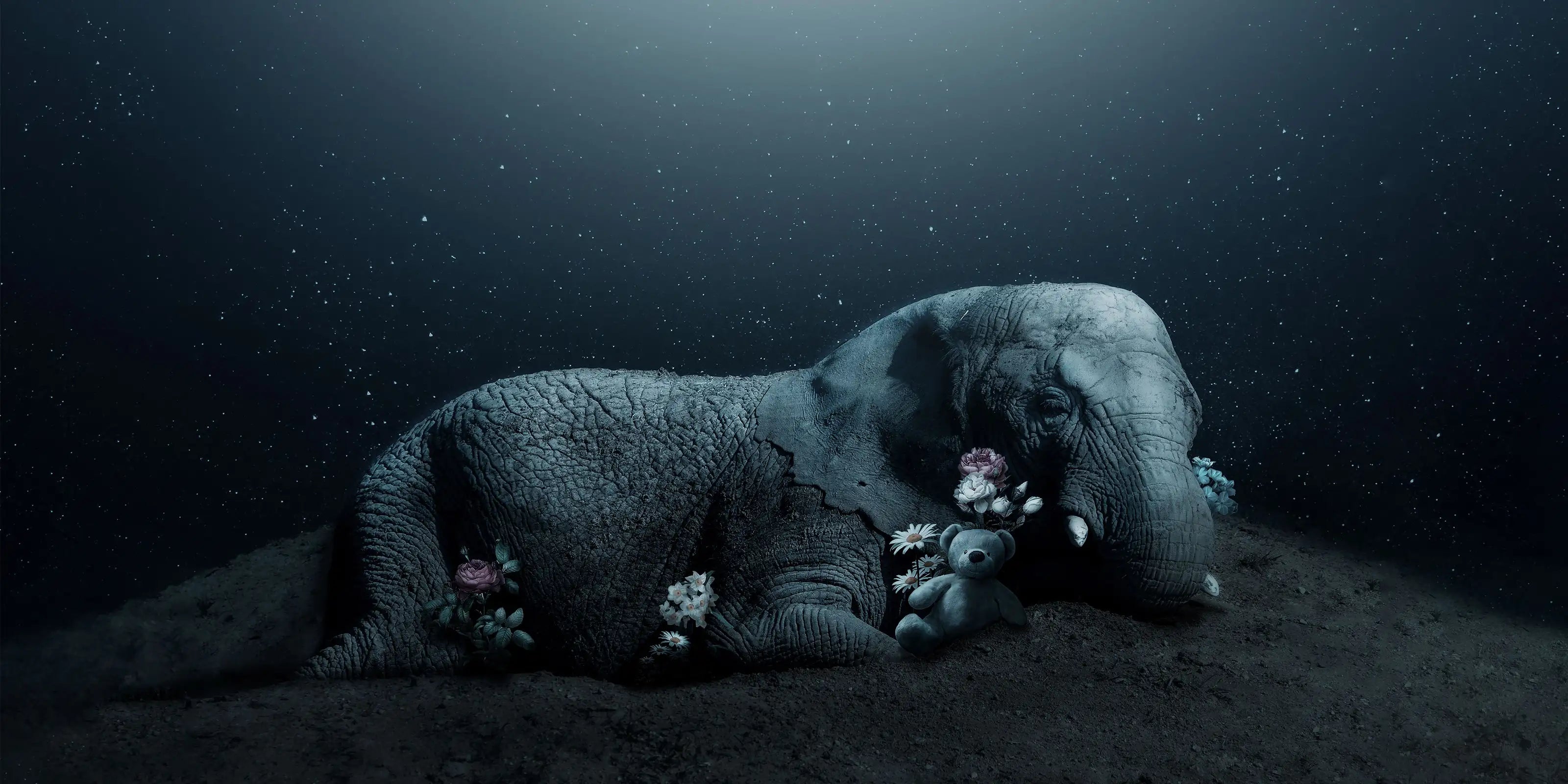 photographies-animaux-art-digital-décoration-murale-originale-charles-groc-de-salmiech