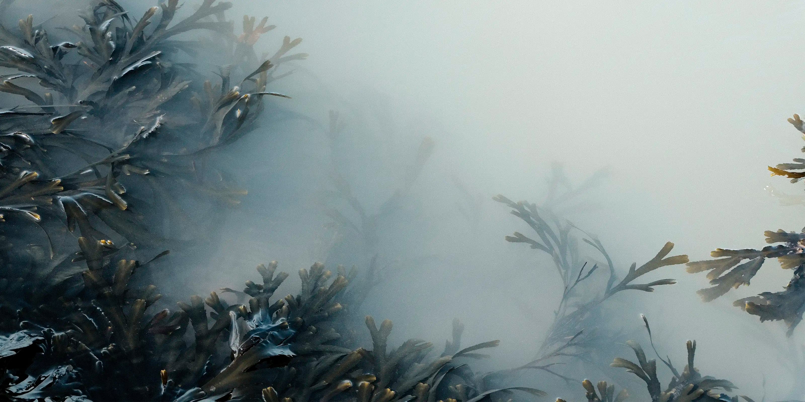 photo-botanique-nature-photographe-d-art-zoé-pignolet