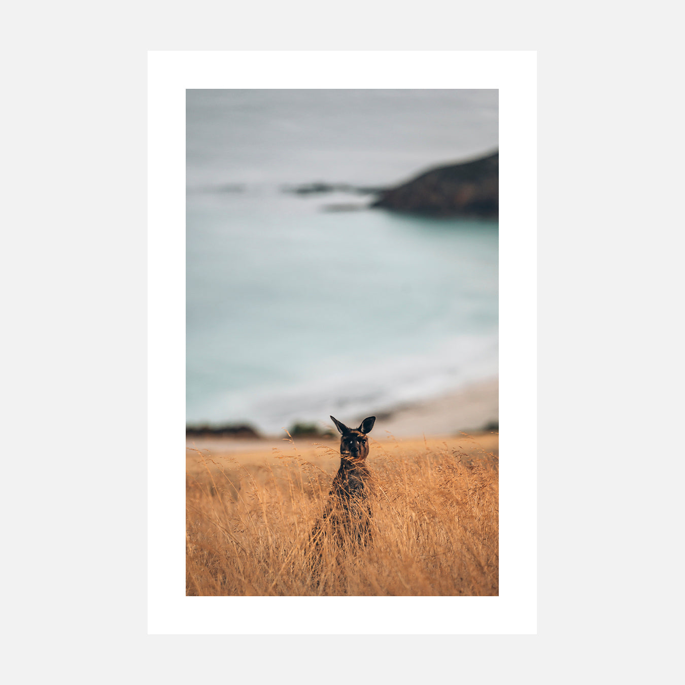 Kangourou - Photo d'art