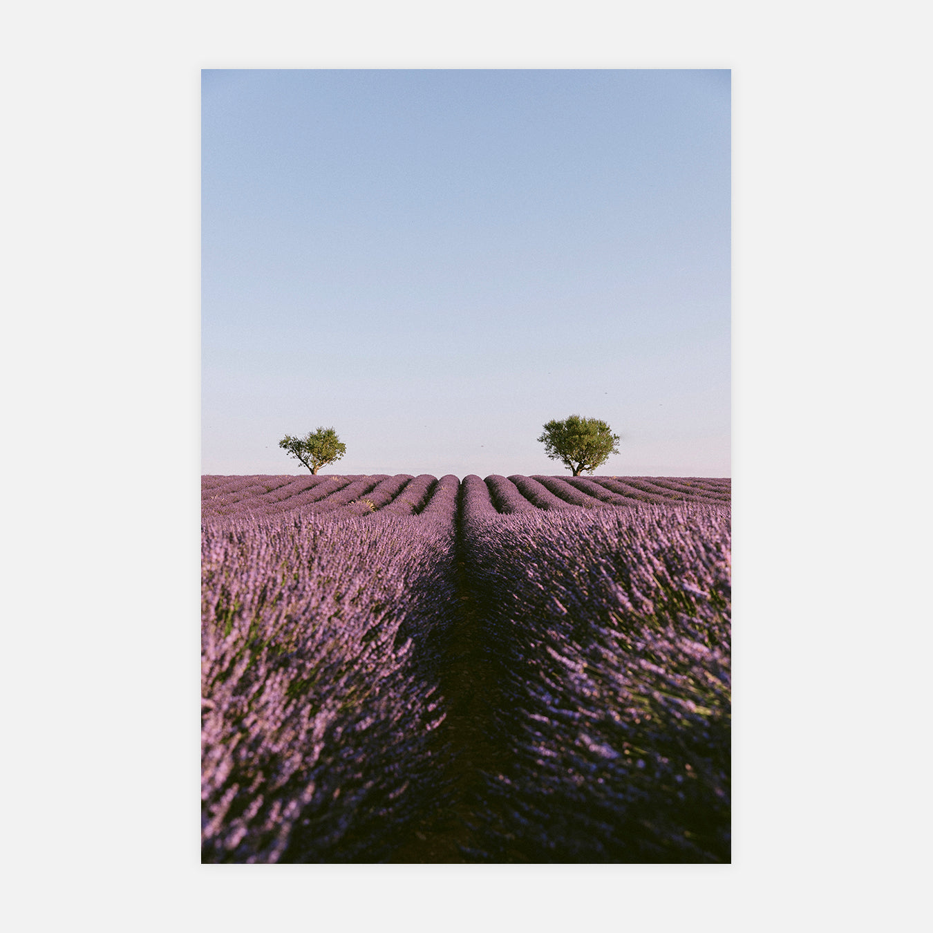 Lavande - Photo d'art