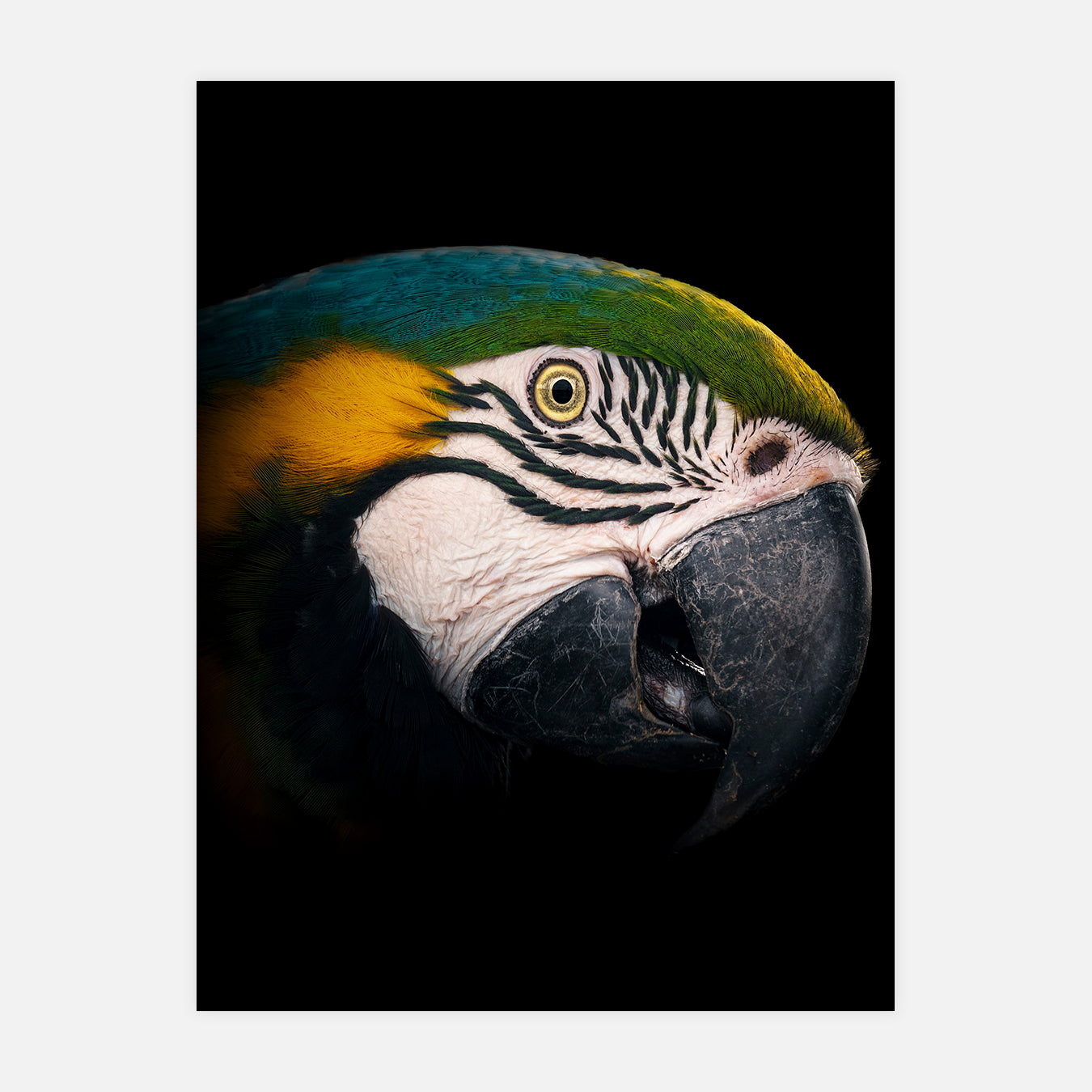 Ararauna - Photo d'art