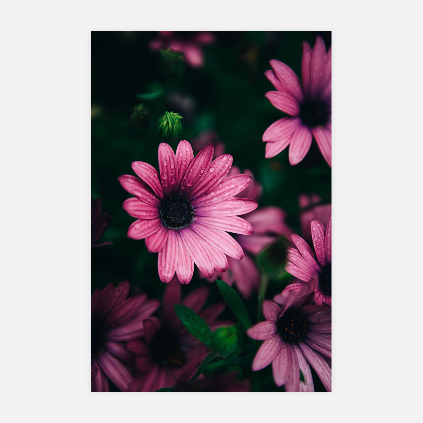 Ambroise - Photo d'art