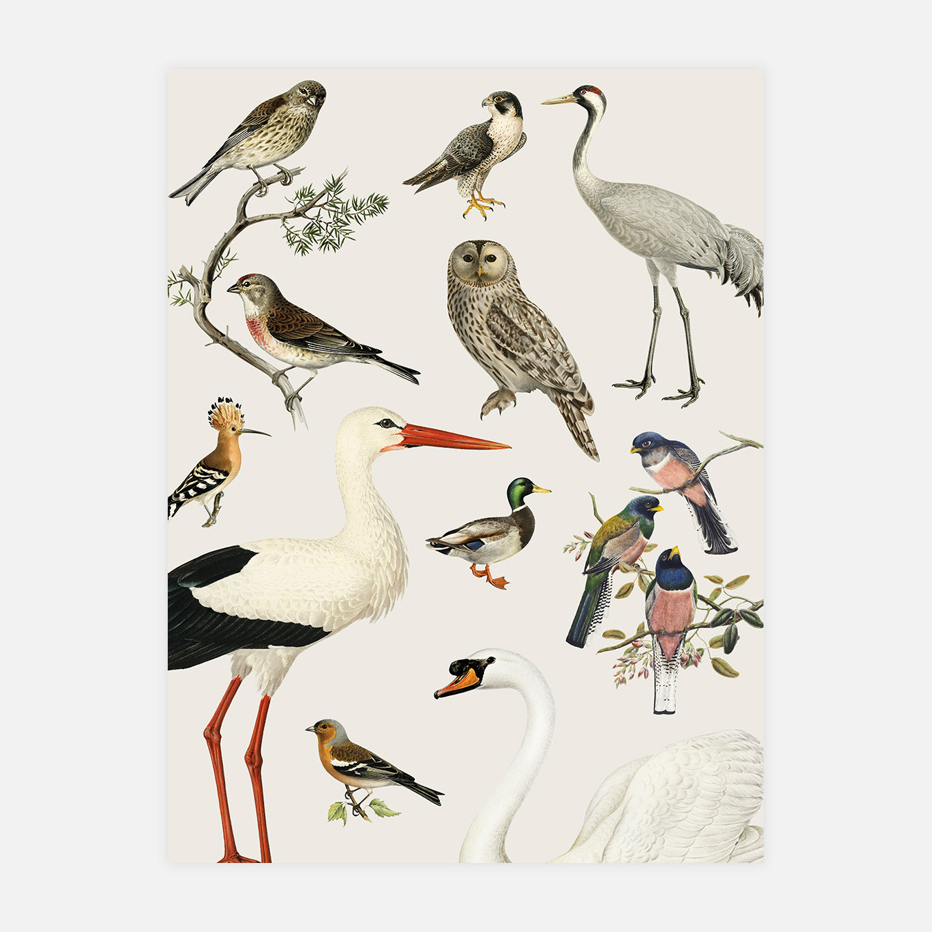Les planches curieuses : Les oiseaux - Illustration d'art