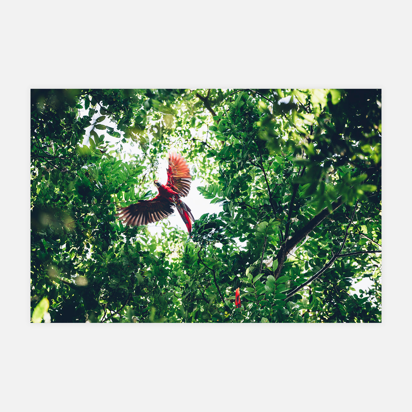 Aras rouge - Photo d'art