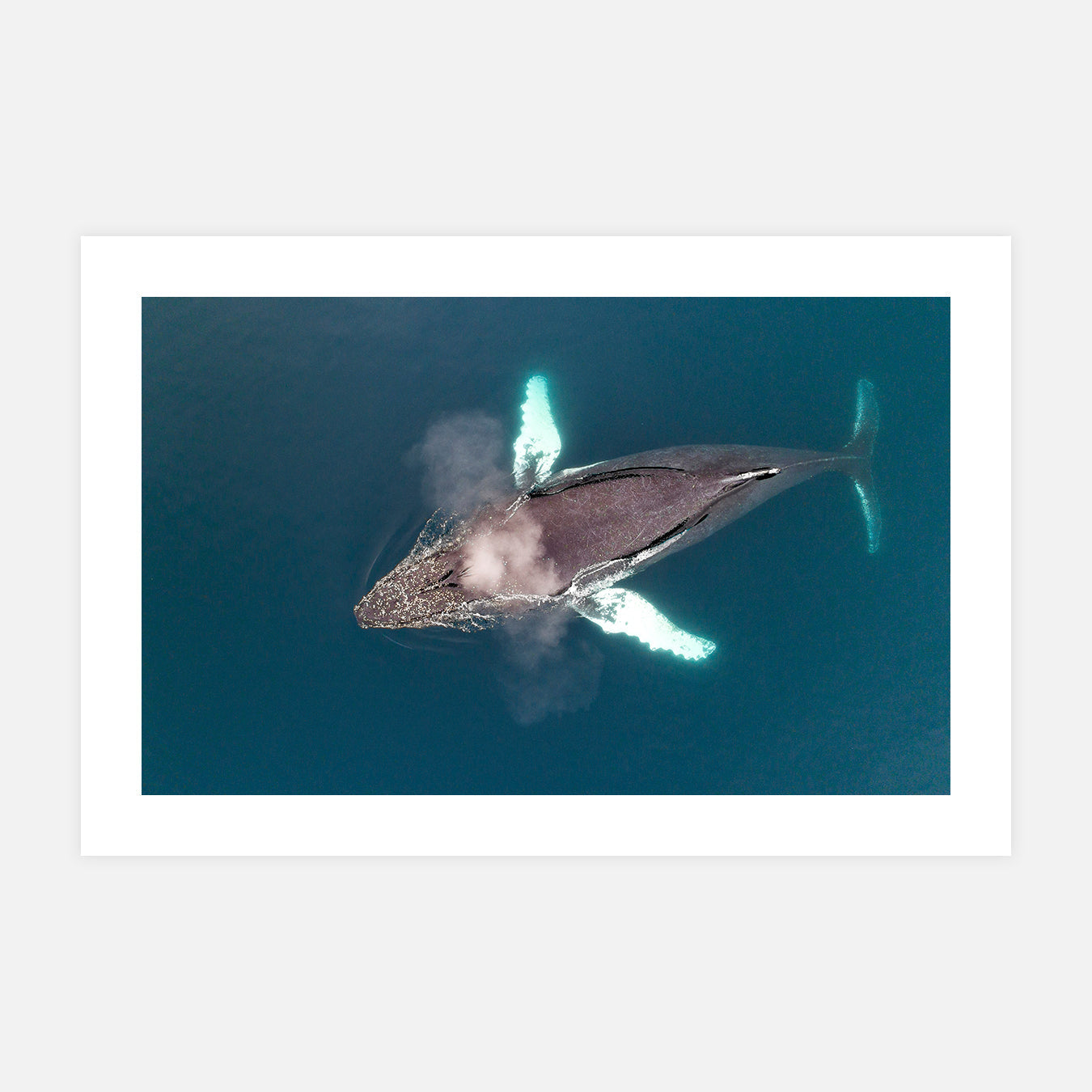 photo-vue-aerienne-baleine-a-bosse-animaux-sauvages