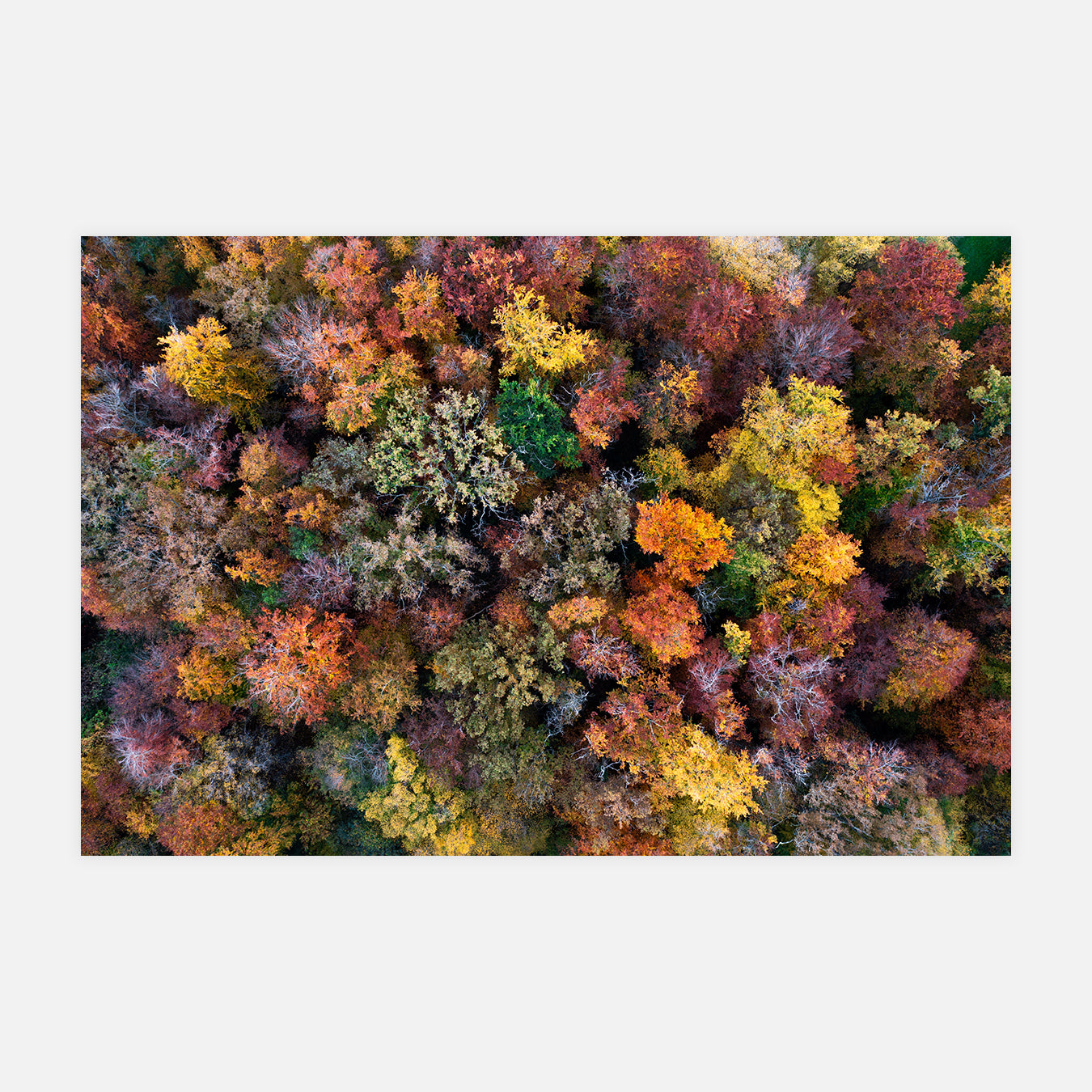 Bouquet de couleurs - Photo d'art