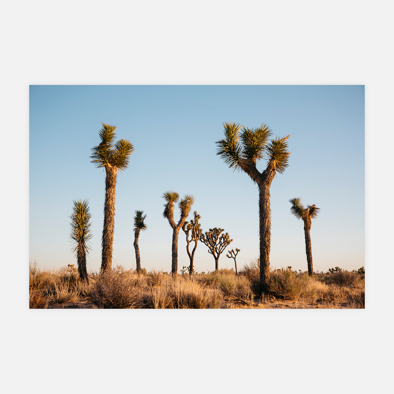 Brother - Photo d'art