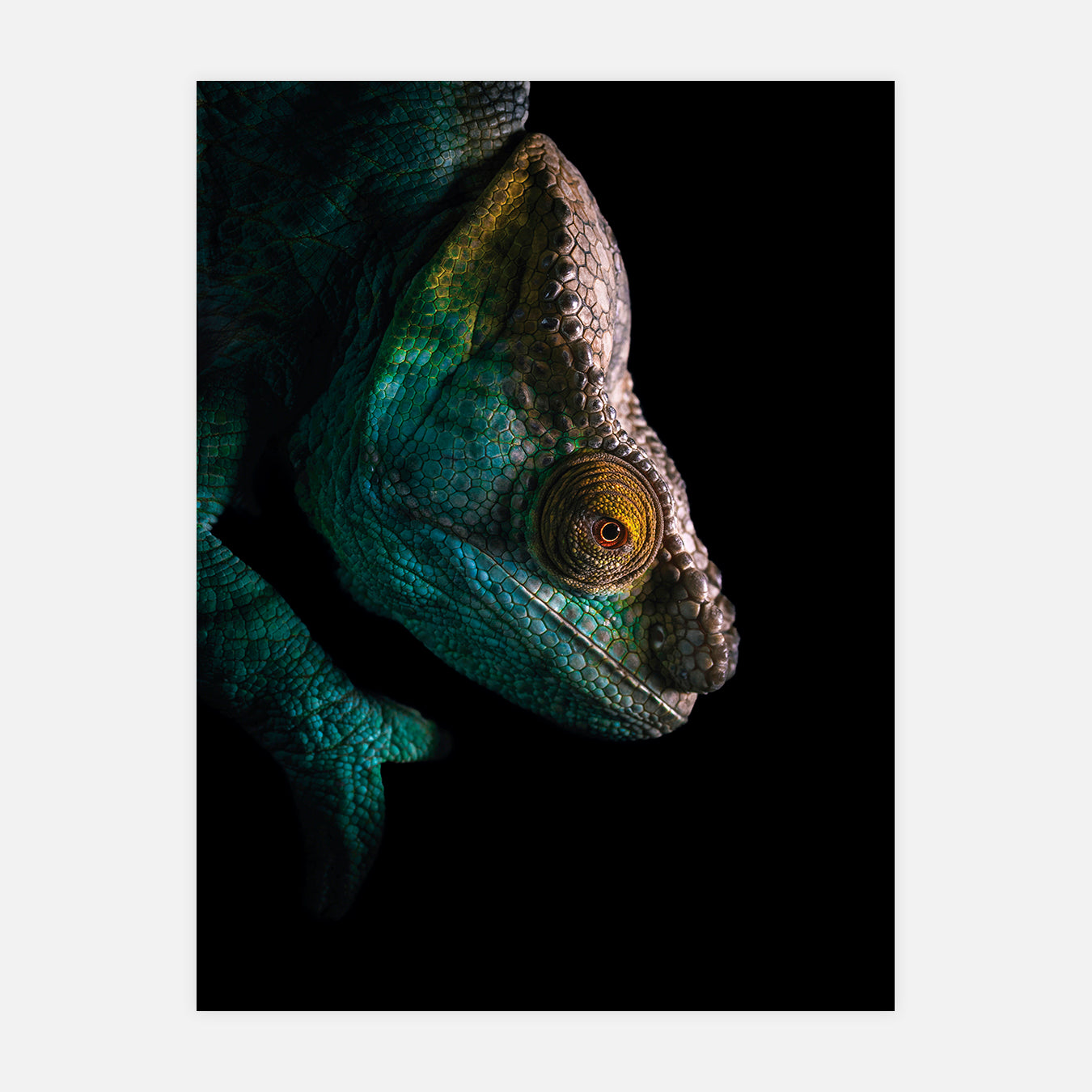 Calumma - Photo d'art