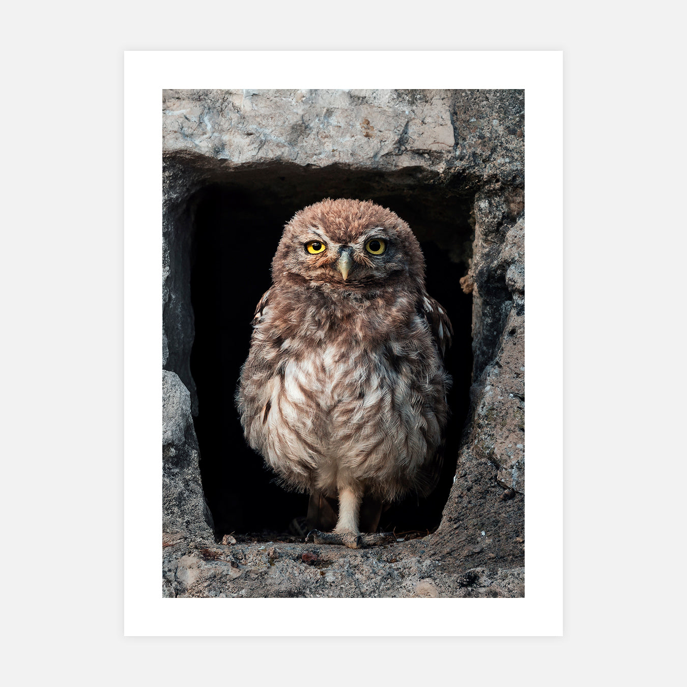 Chevêche d'Athena - Photo d'art