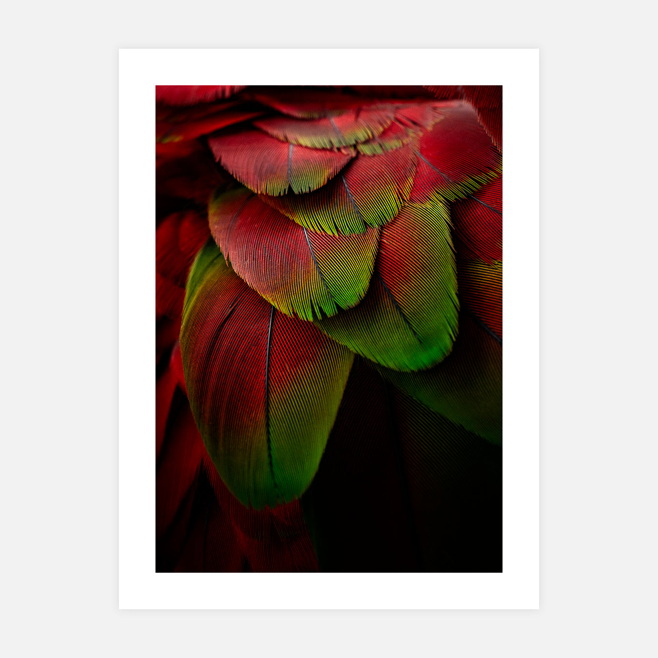 Chloroptere - Photo d'art