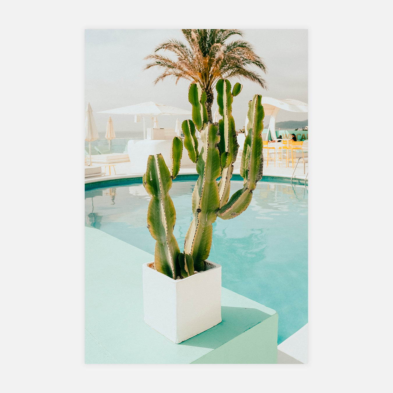 Cactus - Photo d'art