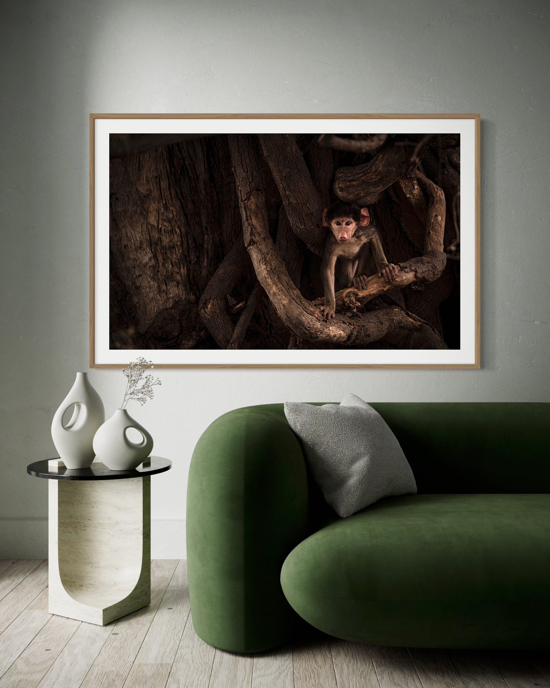 Jeune Babouin - Photo d'art