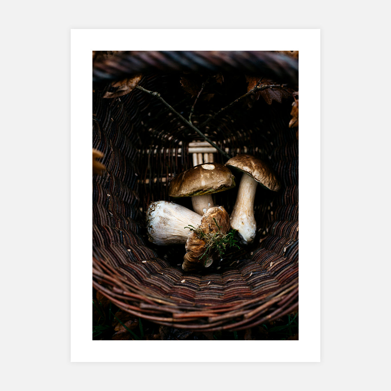 Cèpes - Photo d'art