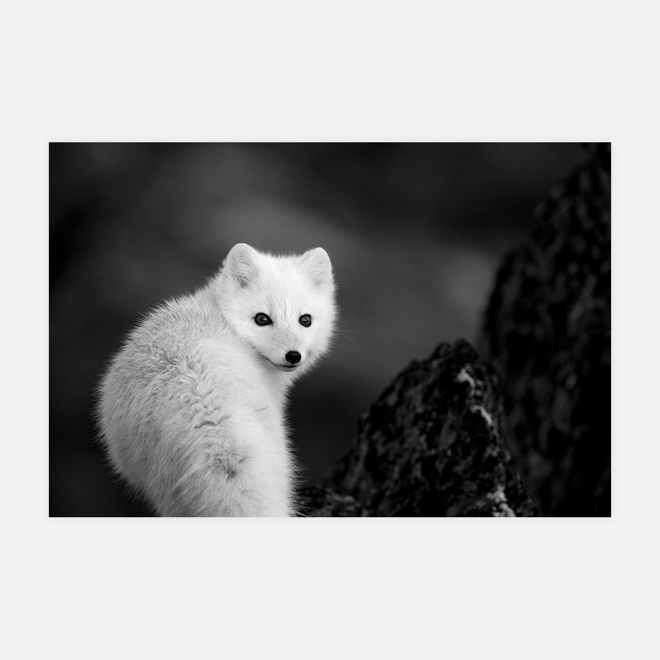 Collection d'hiver - Photo d'art