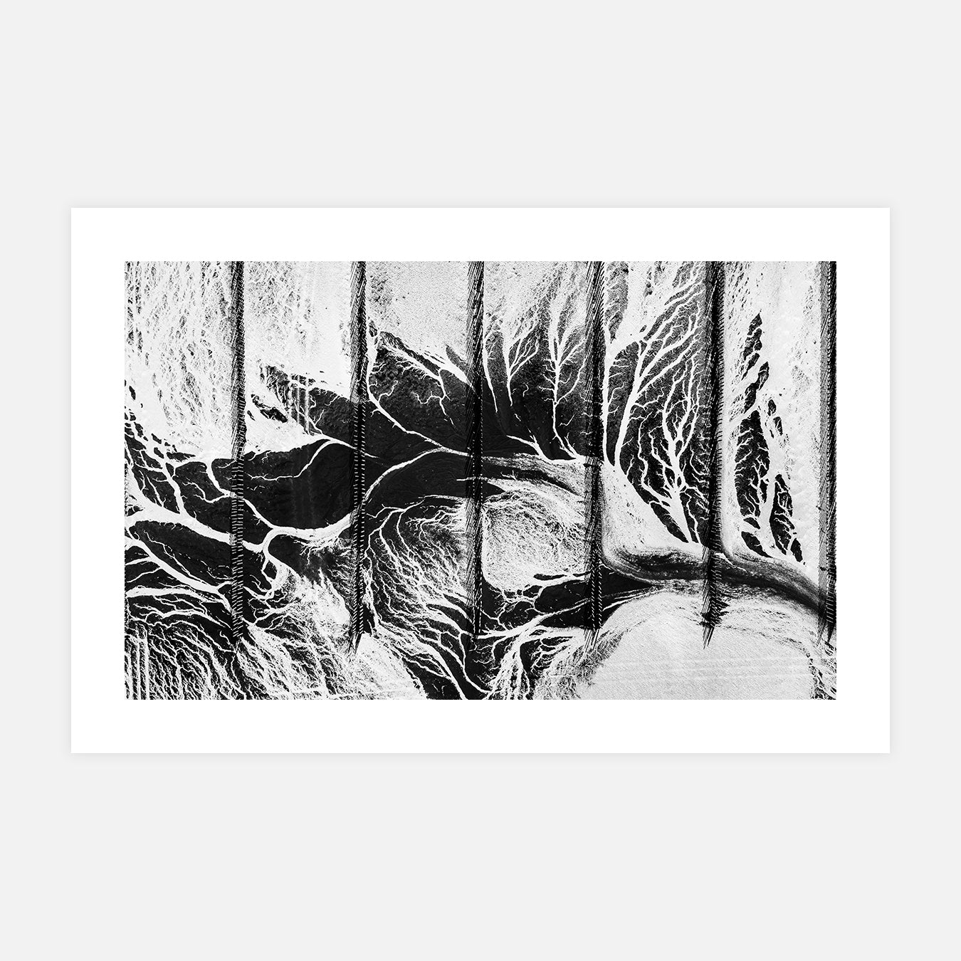 Composition graphique d'algues en Bretagne - Photo d'art