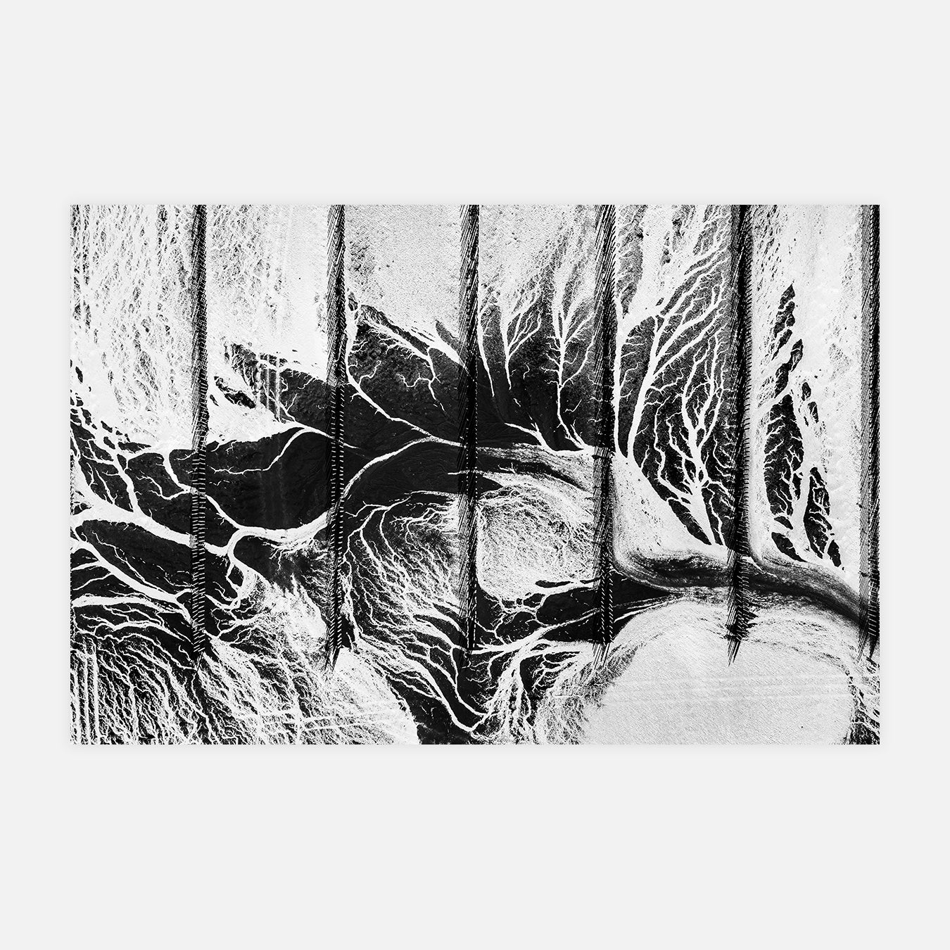 Composition graphique d'algues en Bretagne - Photo d'art