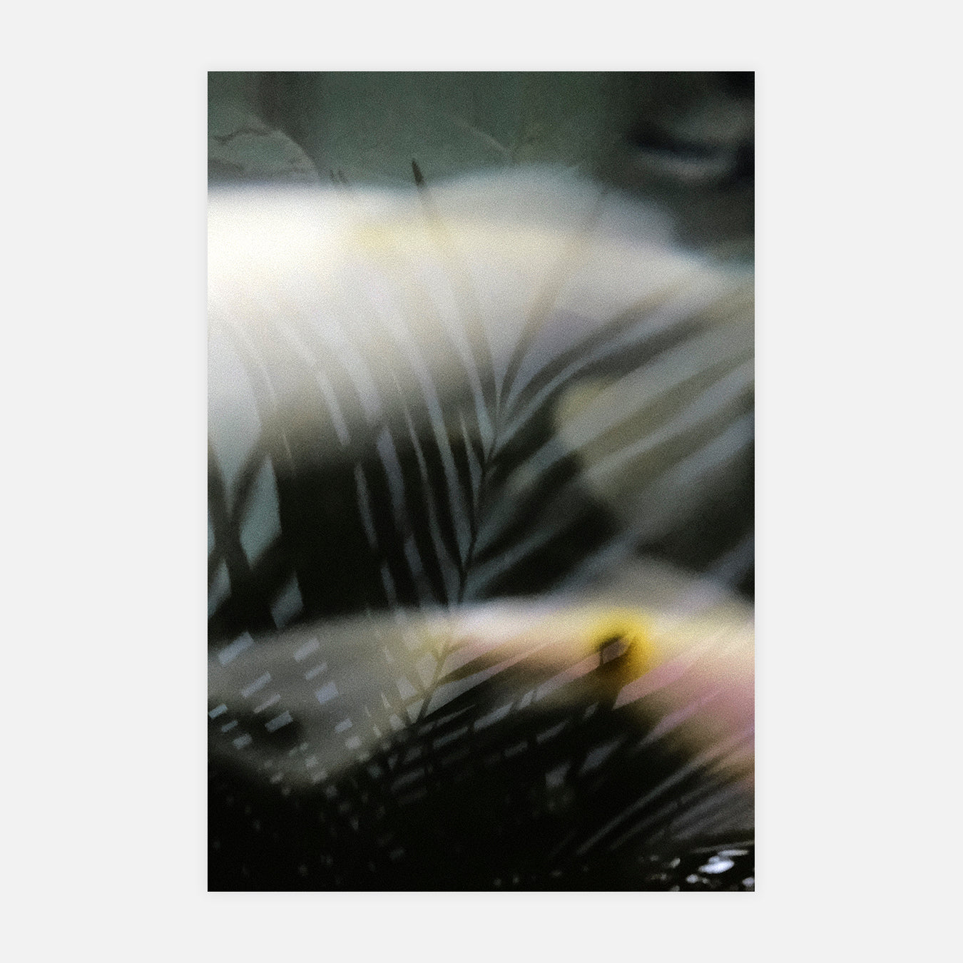 Diaphane - Photo d'art