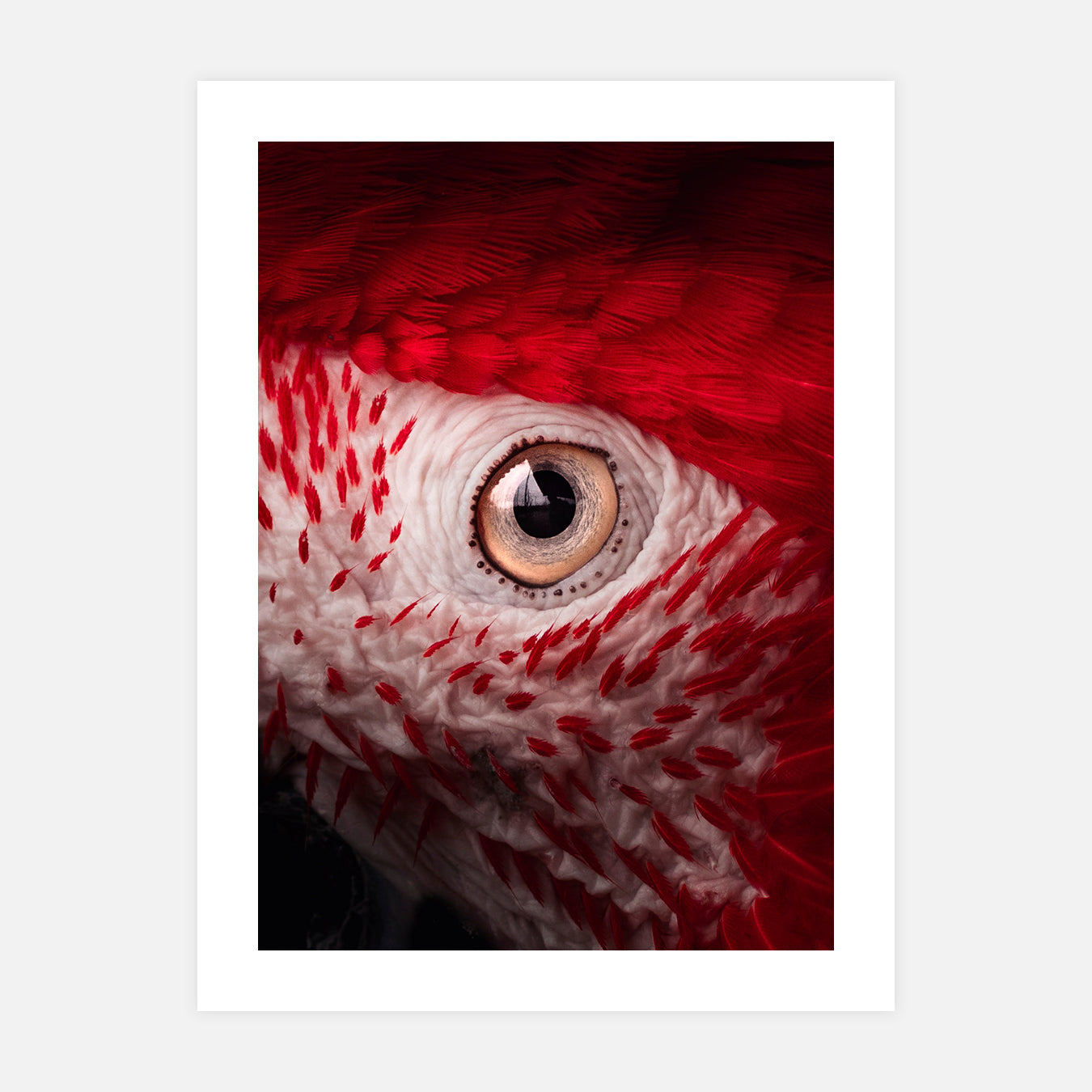 Eyes contact - Photo d'art