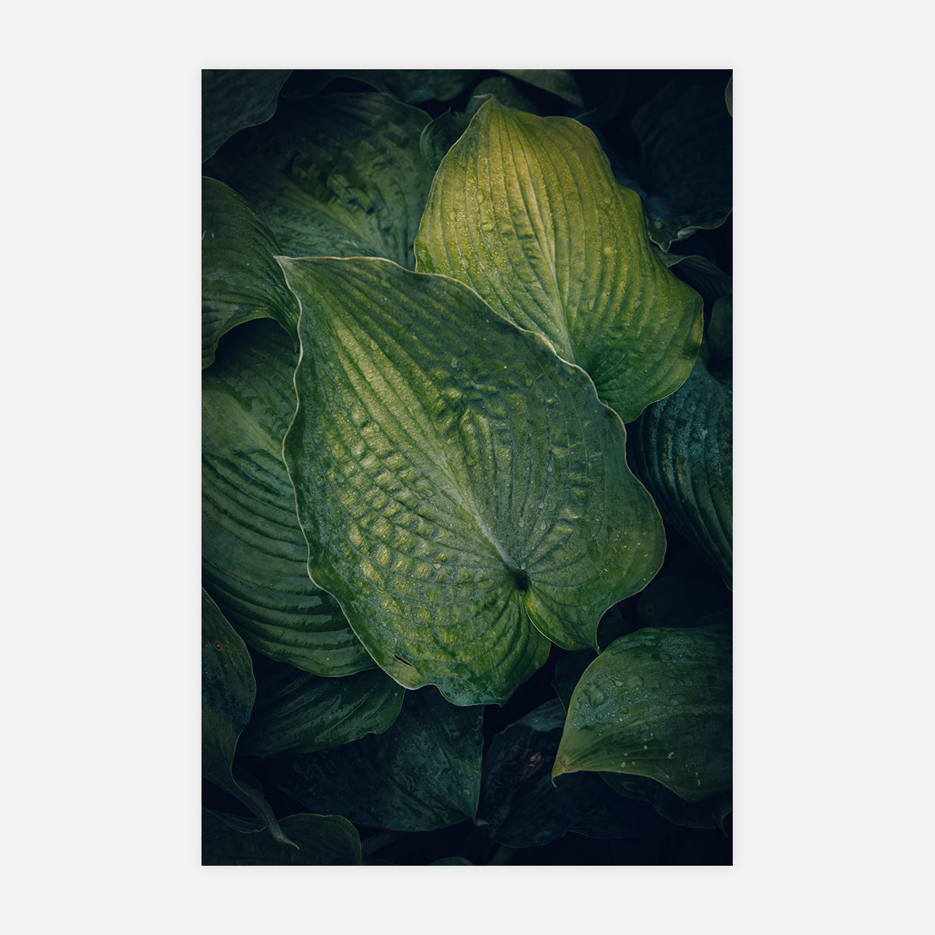Eden - Photo d'art