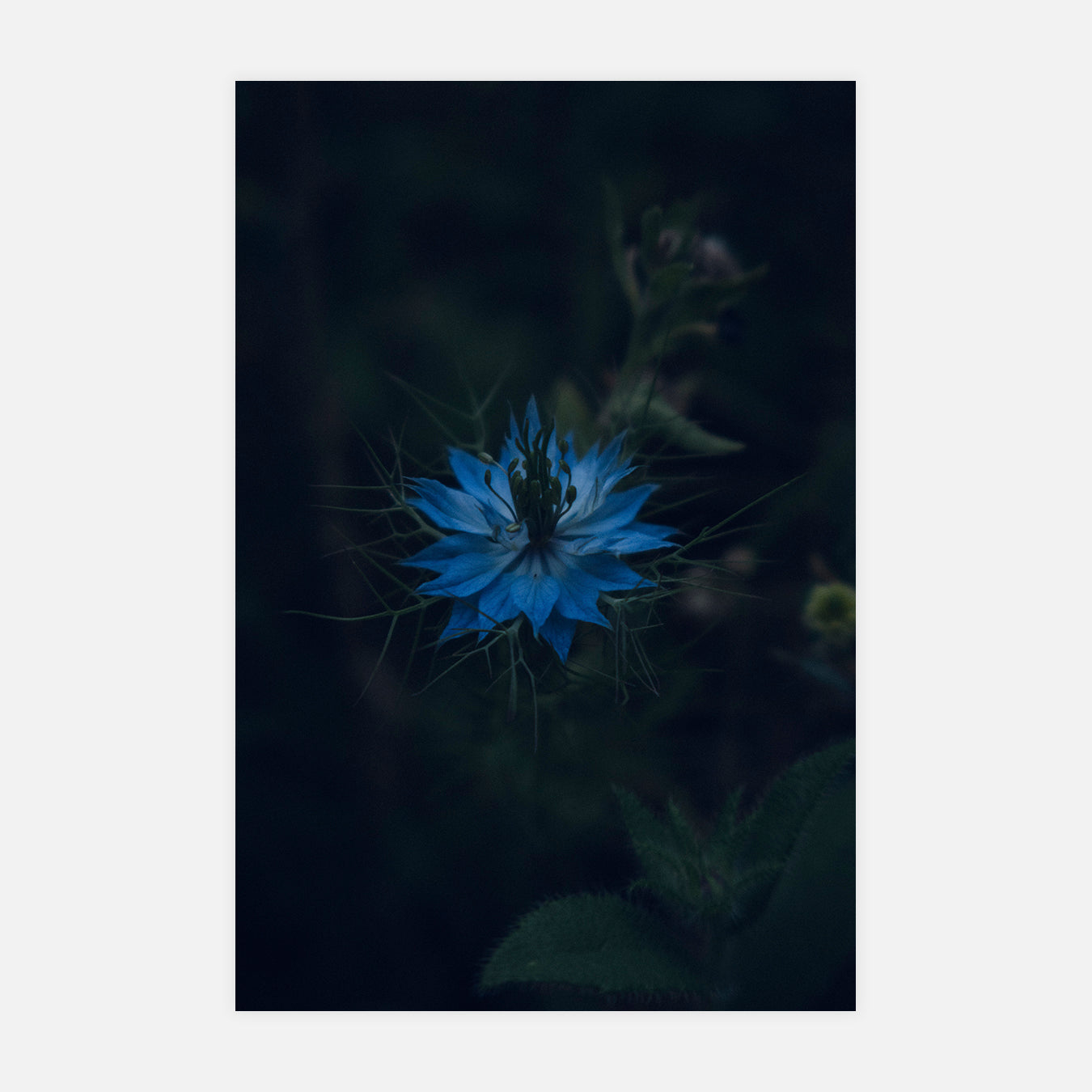 Eloane - Photo d'art