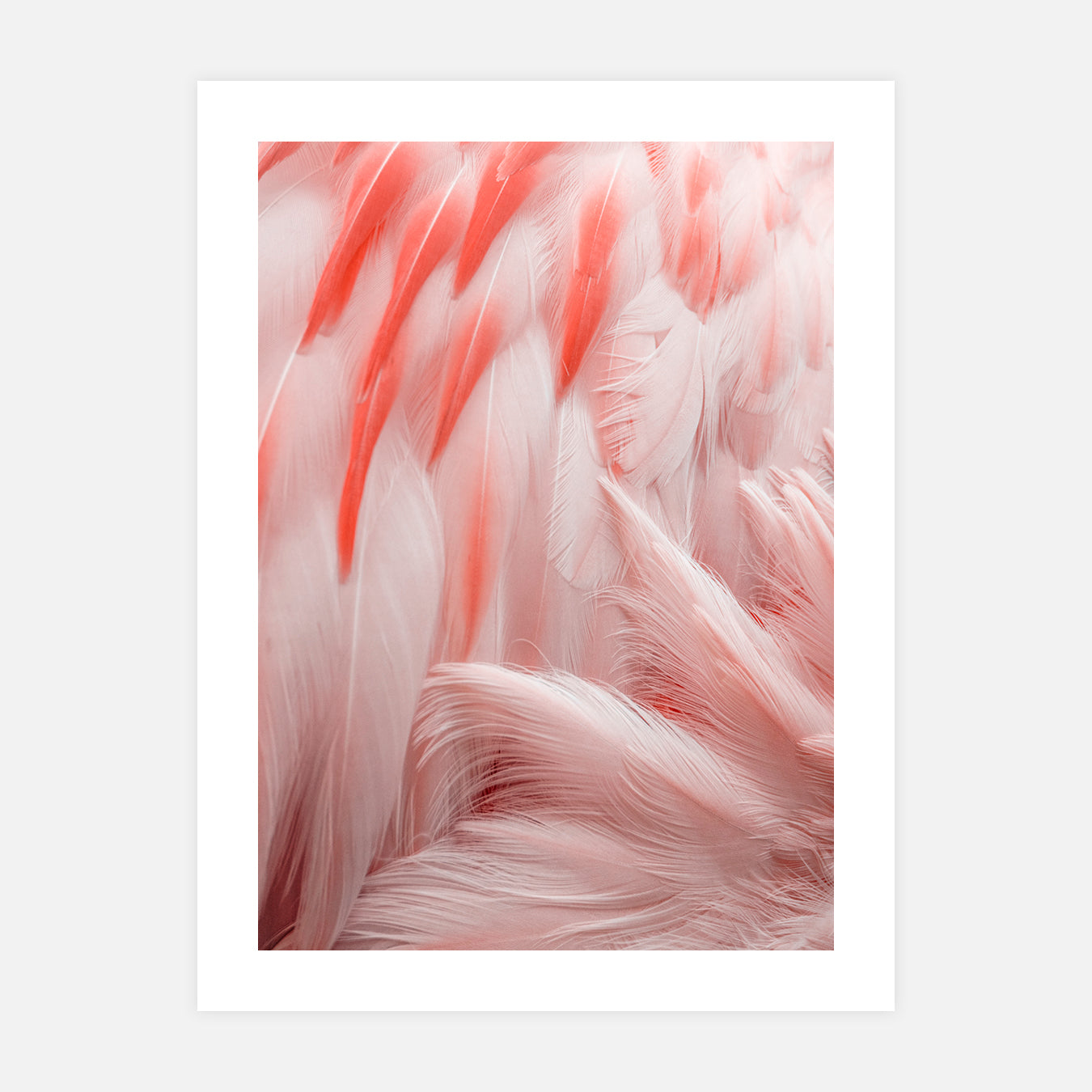Flamingo - Photo d'art
