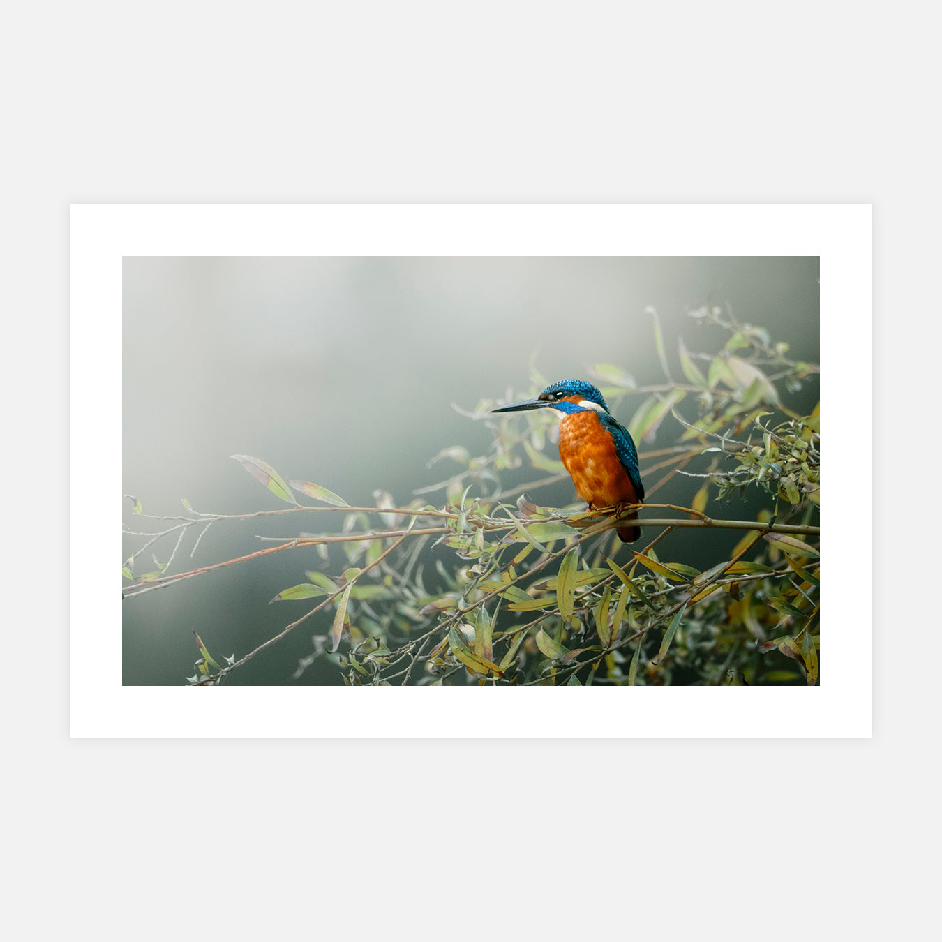 Flèche bleue - Photo d'art