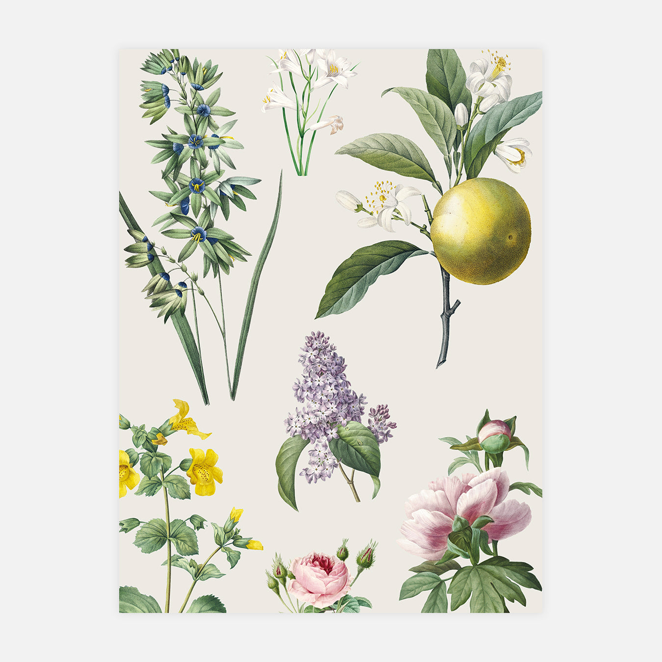 Planche de fleurs et botanique - Illustration d'art