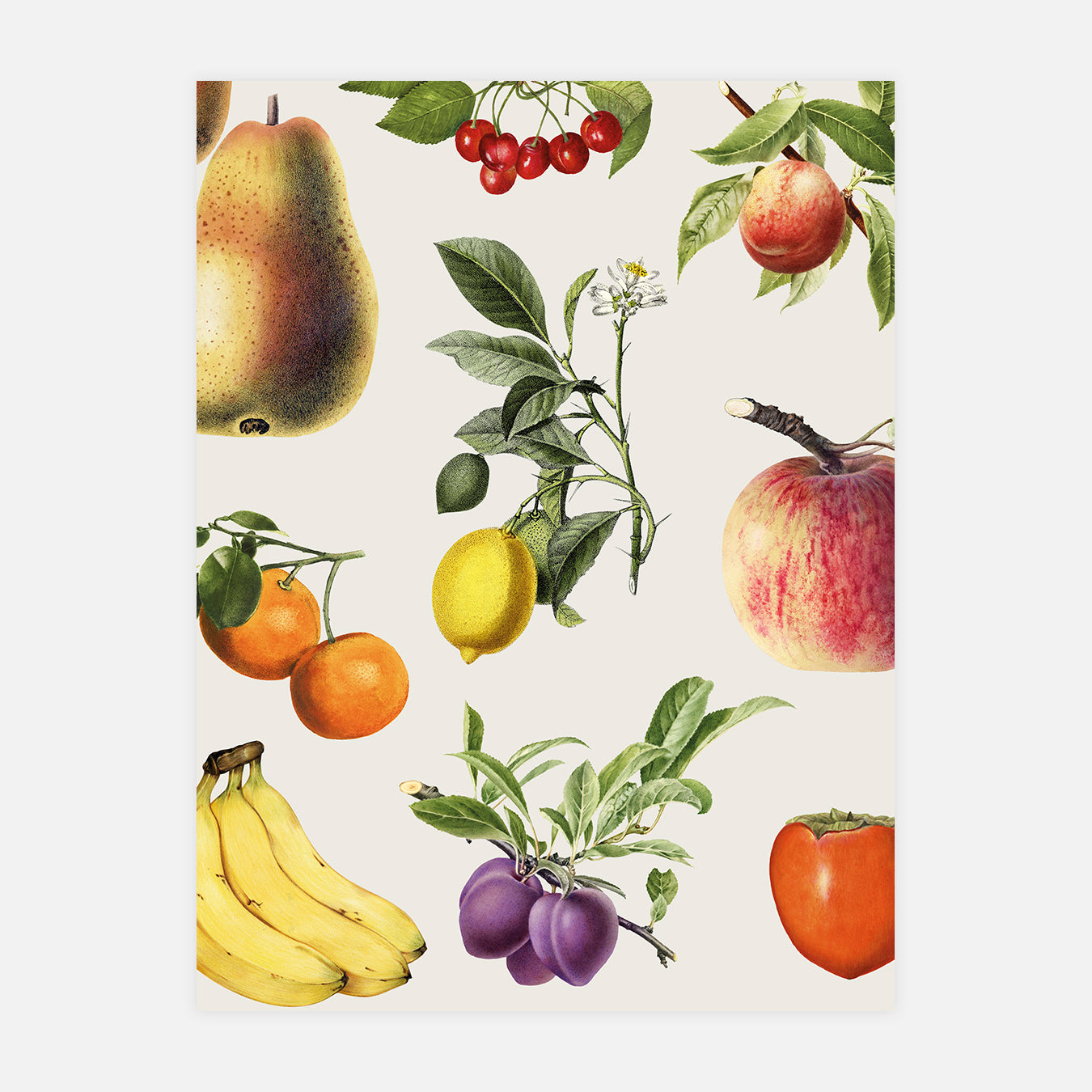 Planche de fruits - Illustration d'art