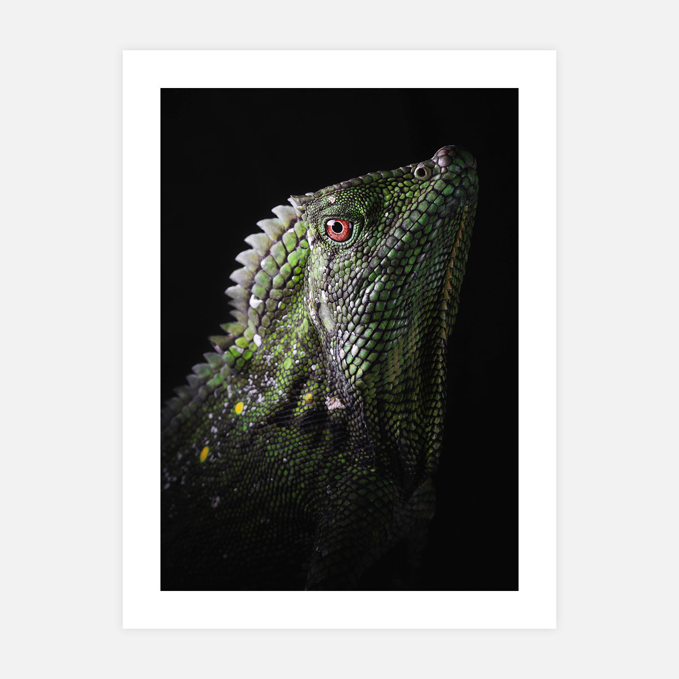 Gonocephalus - Photo d'art