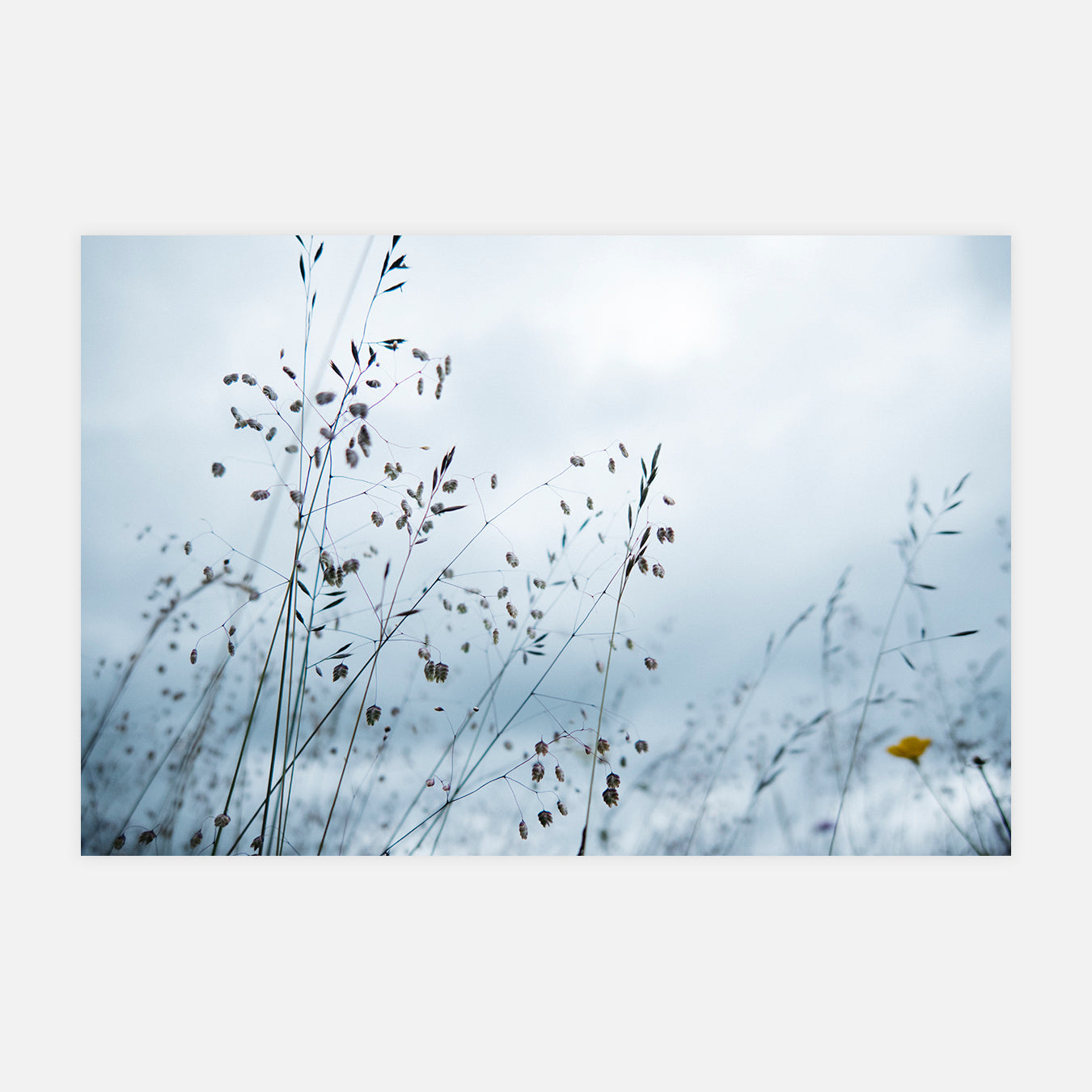 Gaston - Photo d'art