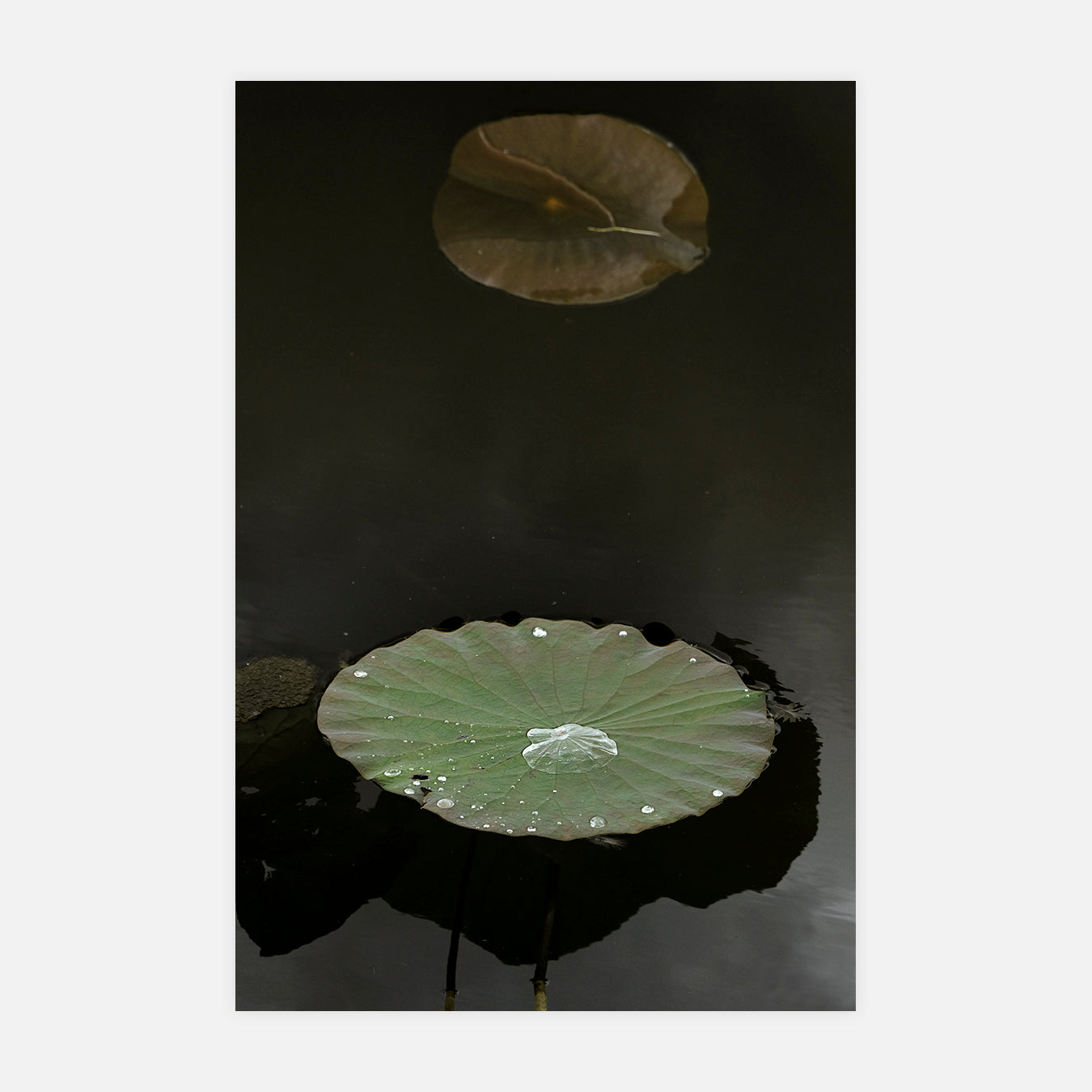 Île et elle - Photo d'art