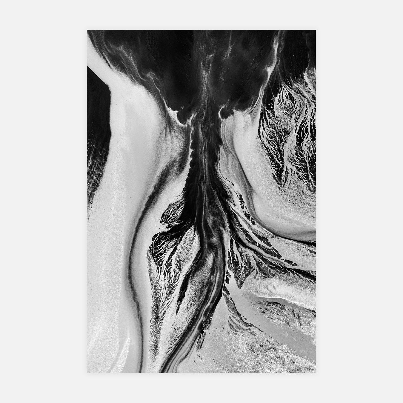 L'encre de seiche - Photo d'art