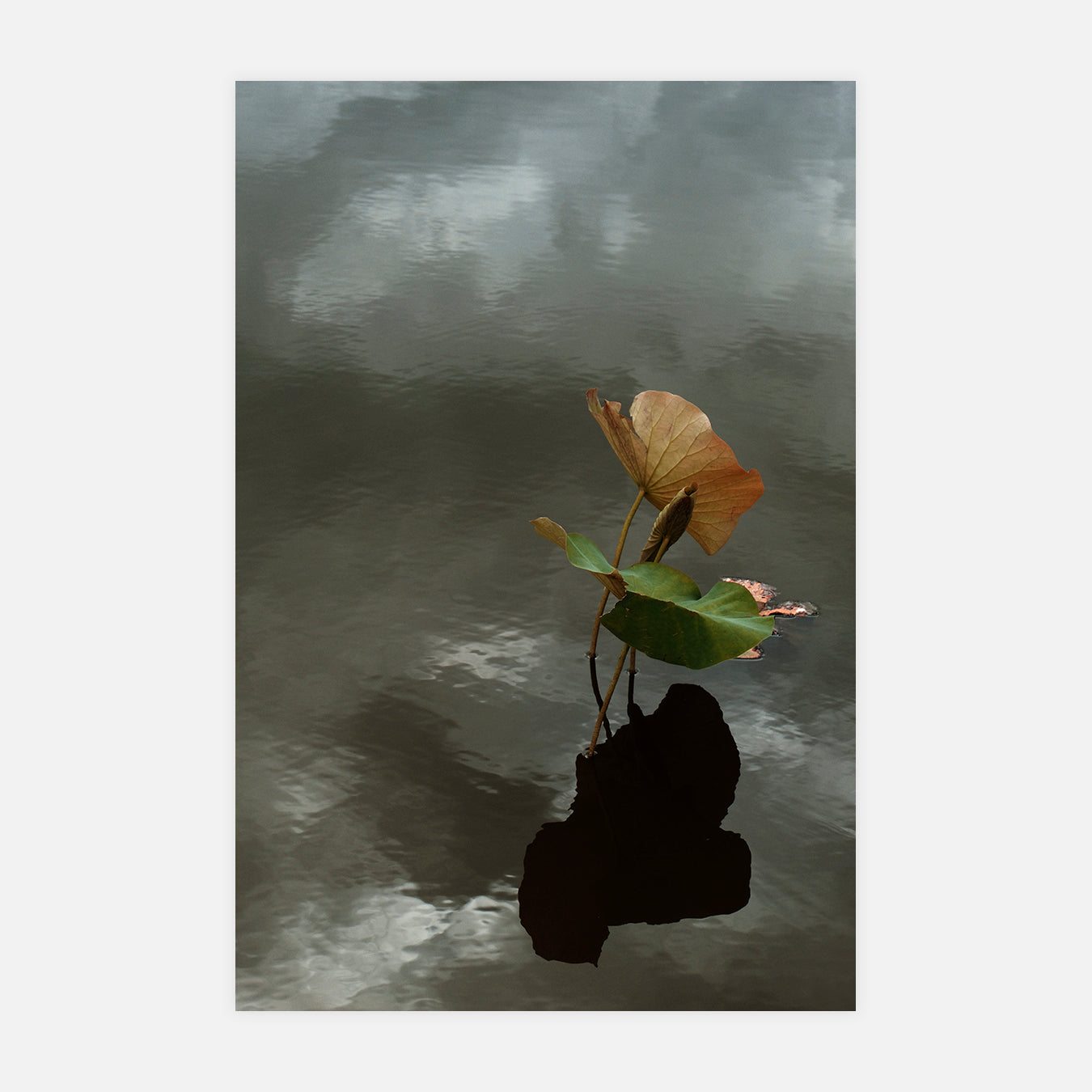 Le vent - Photo d'art