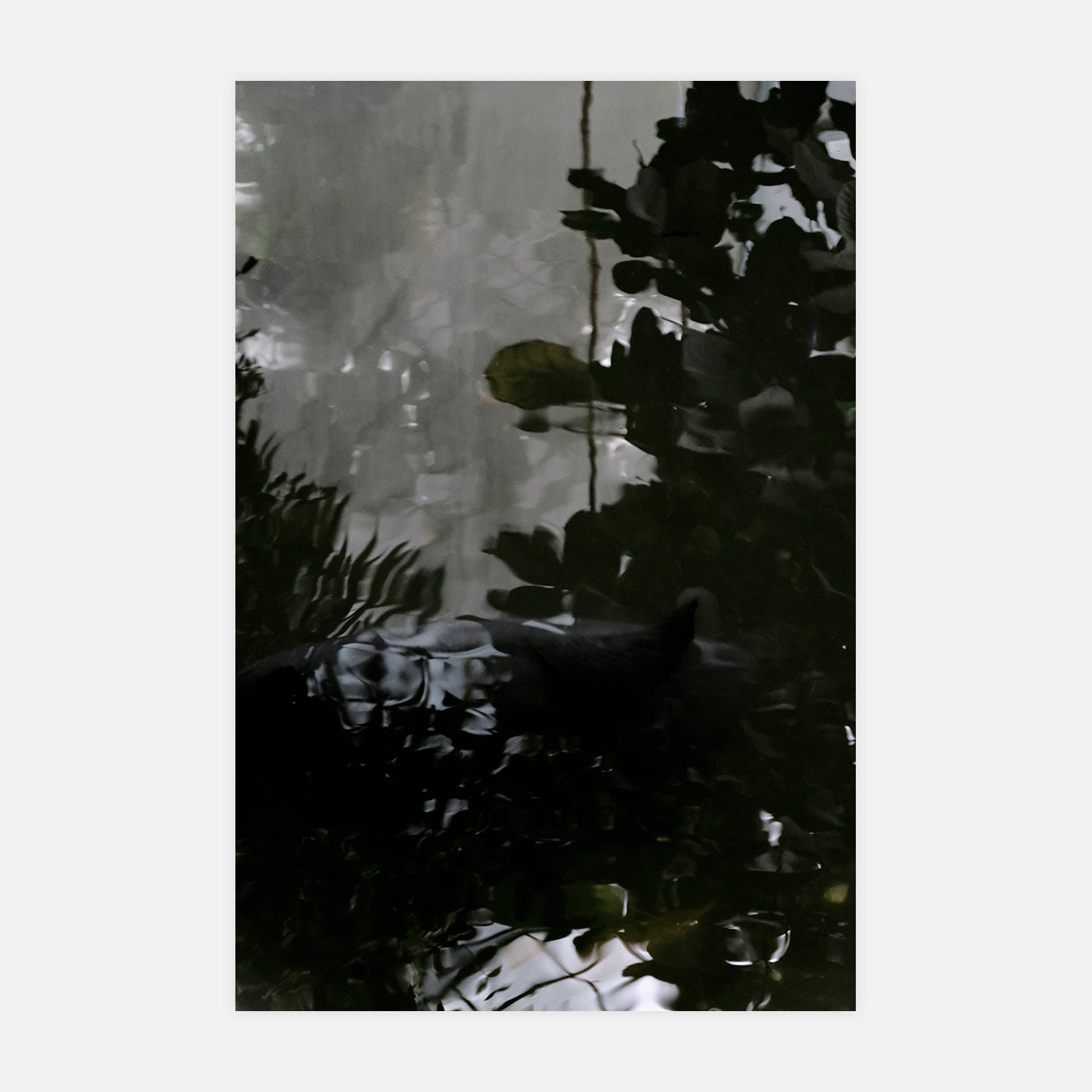 L'ombre dans l'eau - Photo d'art