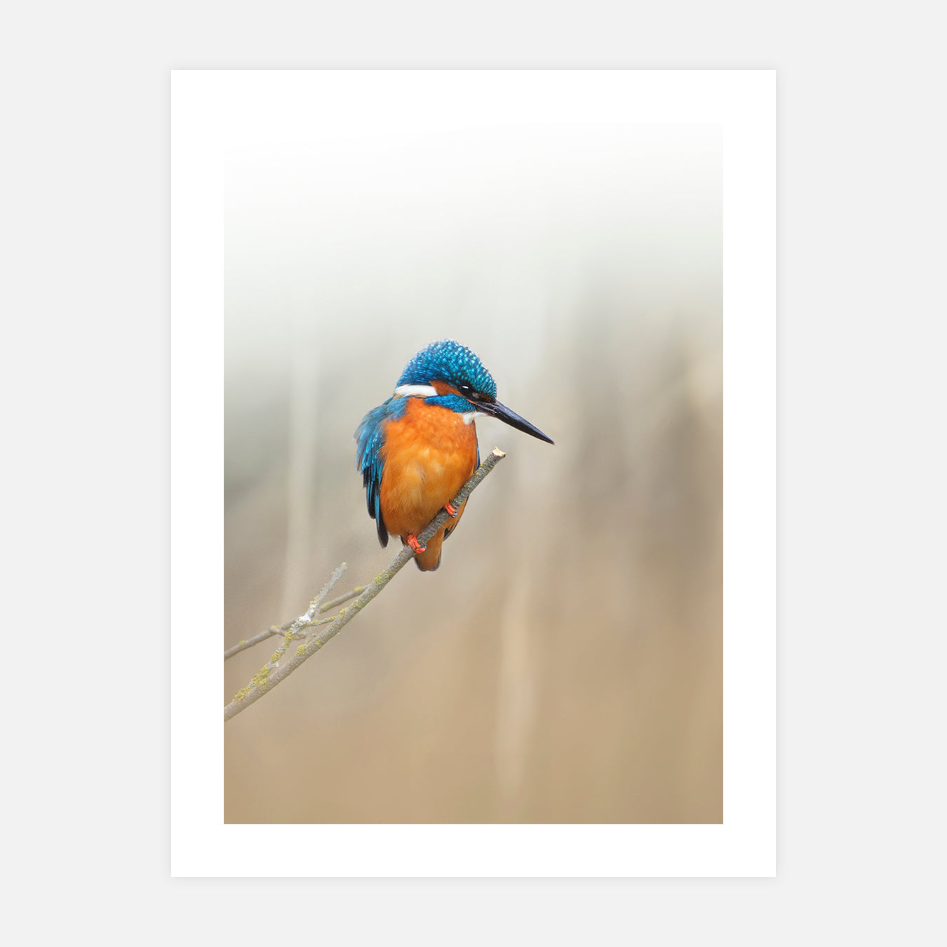 Martin-pêcheur - Photo d'art