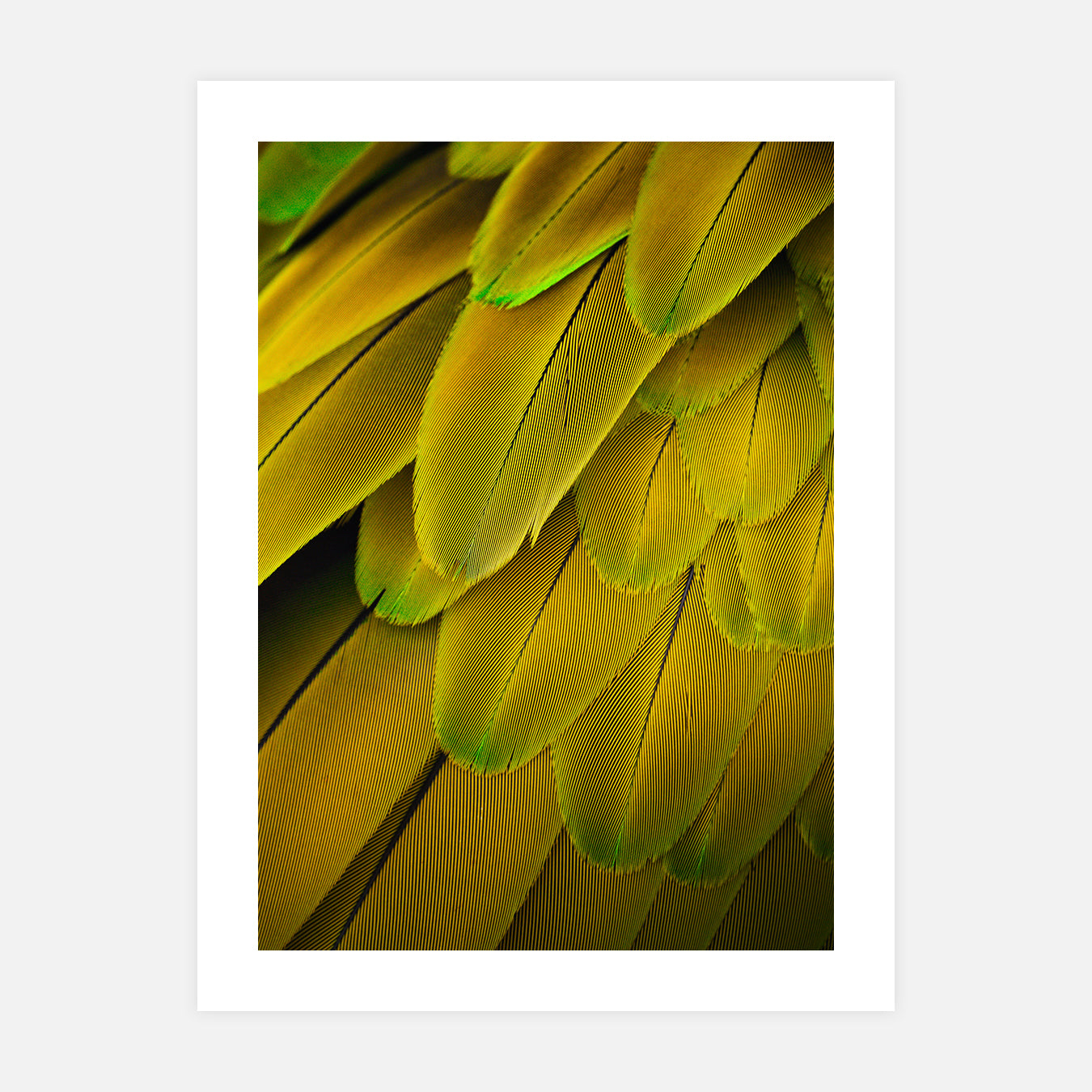 Militaris Feather - Photo d'art