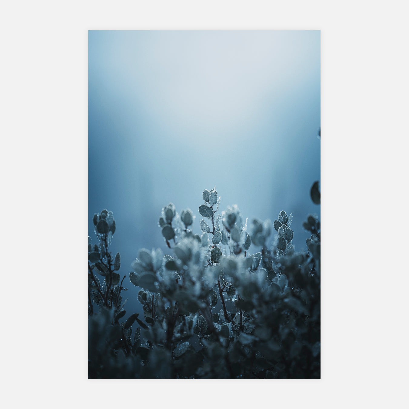 Manzanitas - Photo d'art