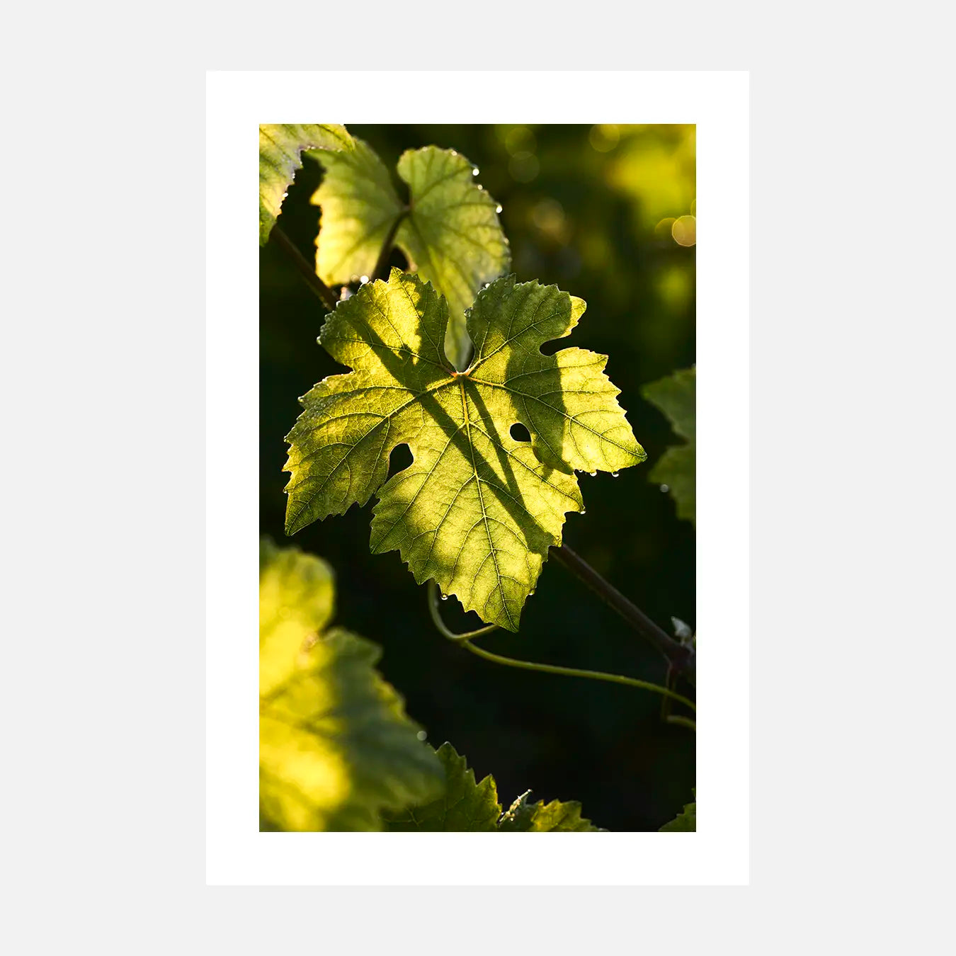 Veines de lumière - Photo d'art