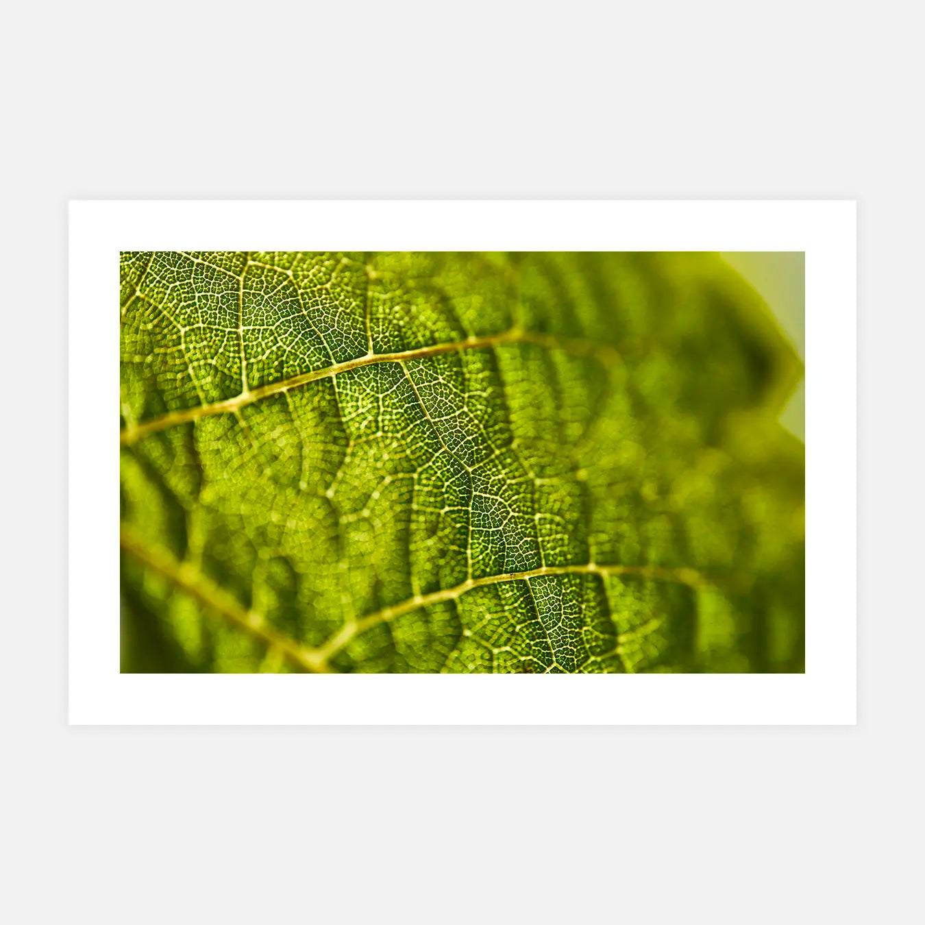 Végétal - Photo d'art