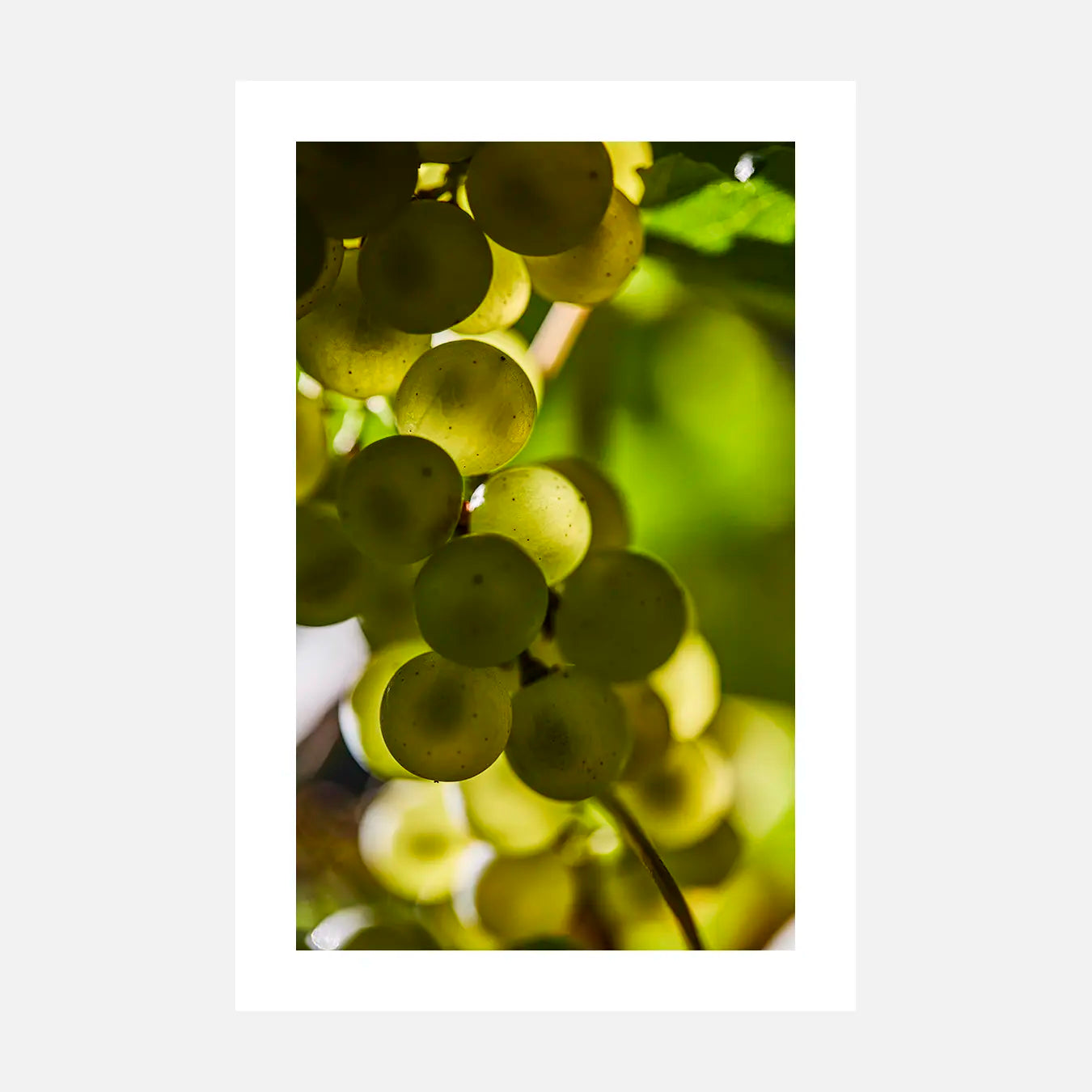 Silence vert - Photo d'art