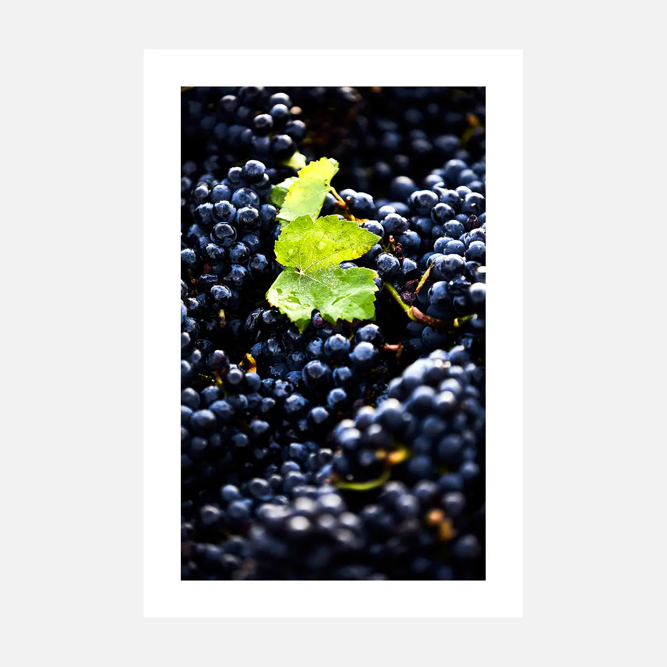 Au coeur de la vendange - Photo d'art