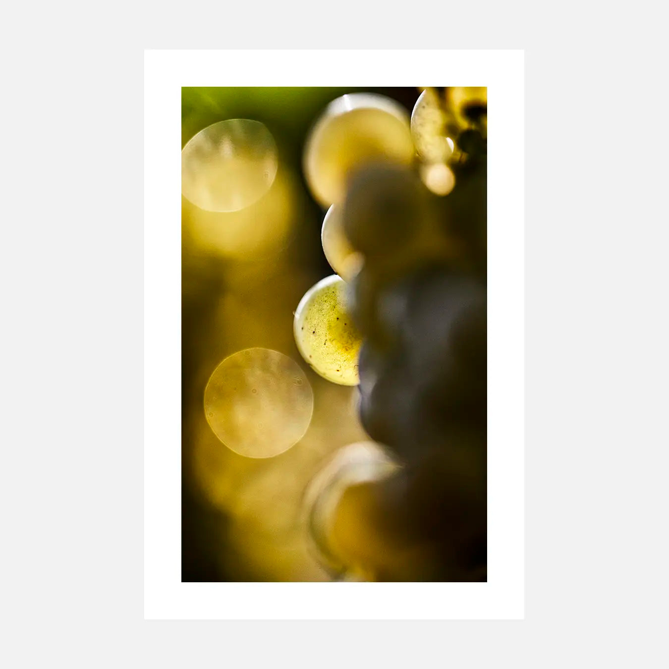 Lueur de vendange - Photo d'art