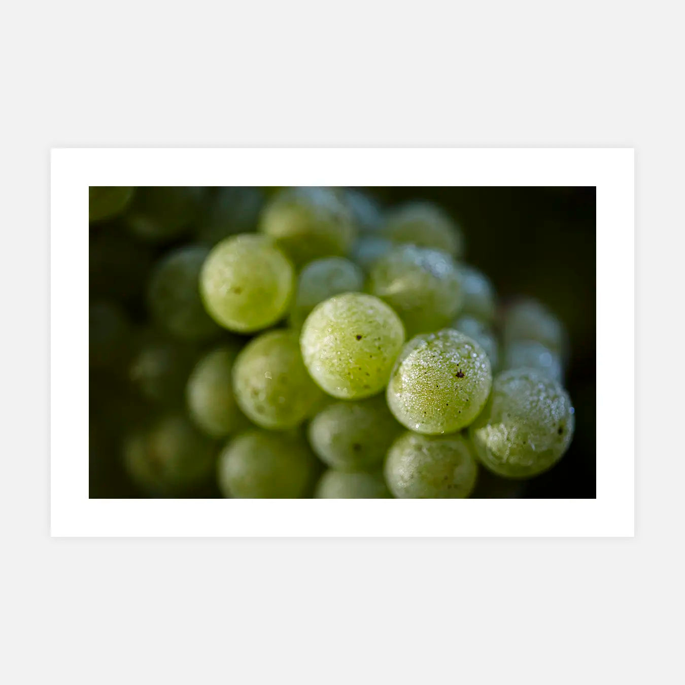 Maturité en lumière - Photo d'art