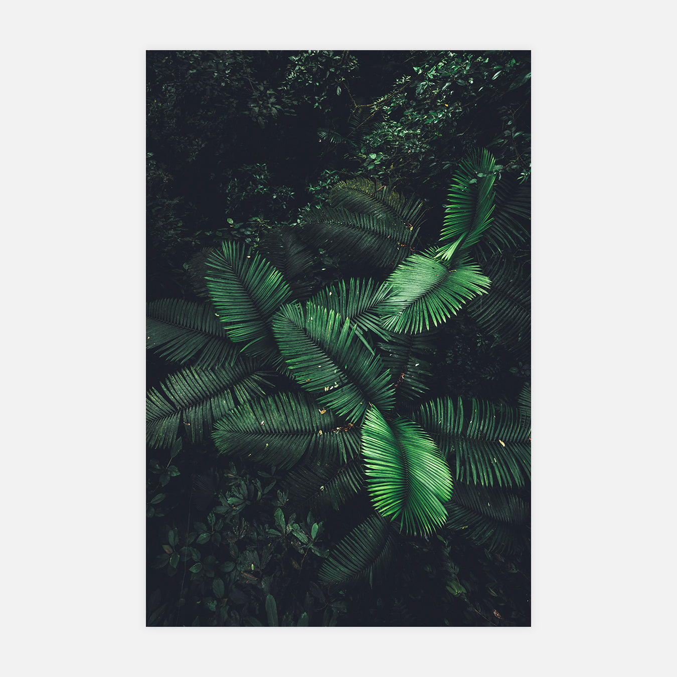 Nuances de vert - Photo d'art