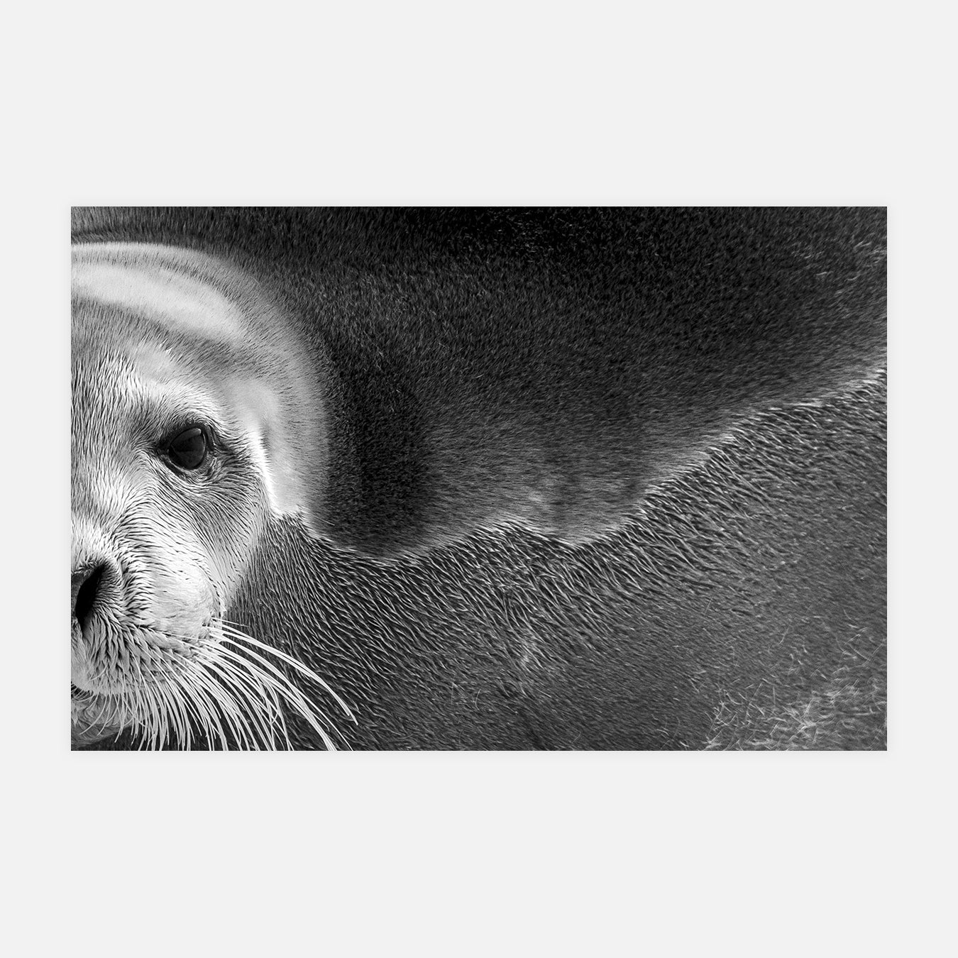 Les belles bacchantes - Photo d'art