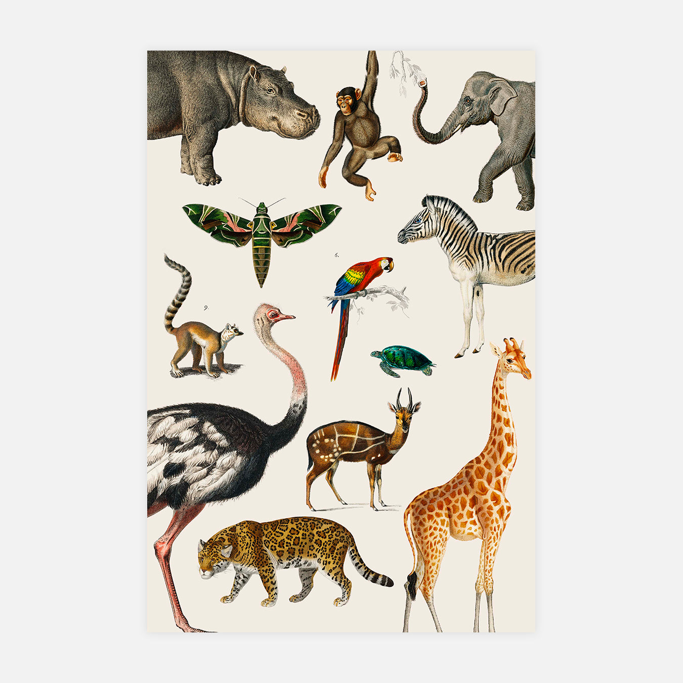 Les planches curieuses : les animaux - Illustration d'art