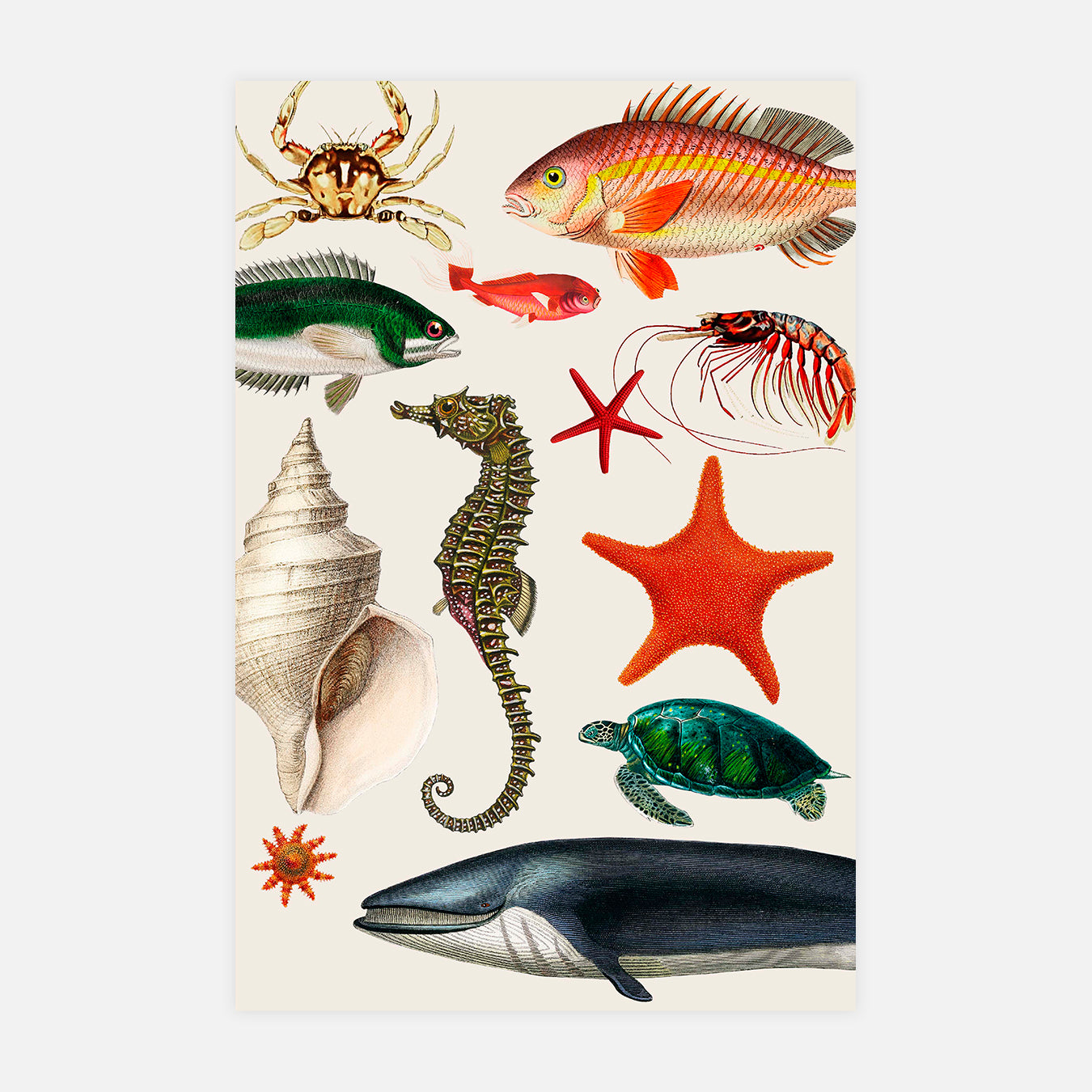 Les planches curieuses : la mer - Illustration d'art