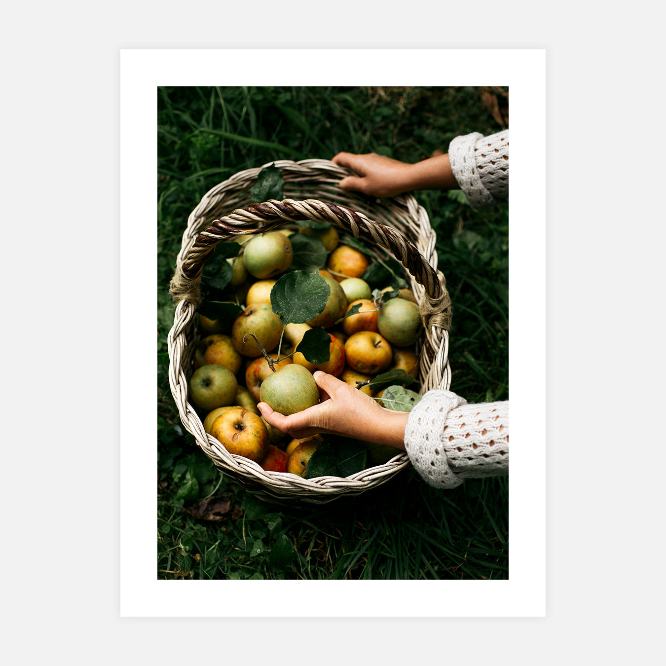 Panier de pommes - Photo d'art