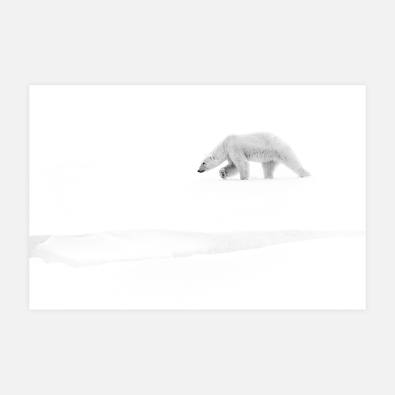 Par le bout du nez - Photo d'art