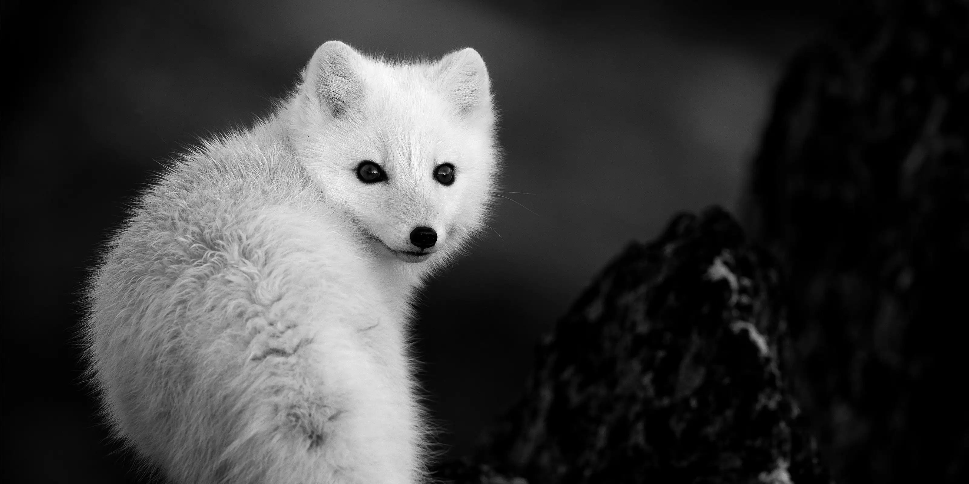 photo sur les animaux noir et blanc photographe olivier larrey